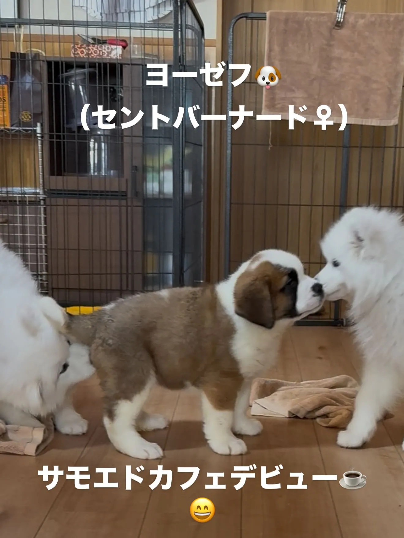 おはようございます🐶