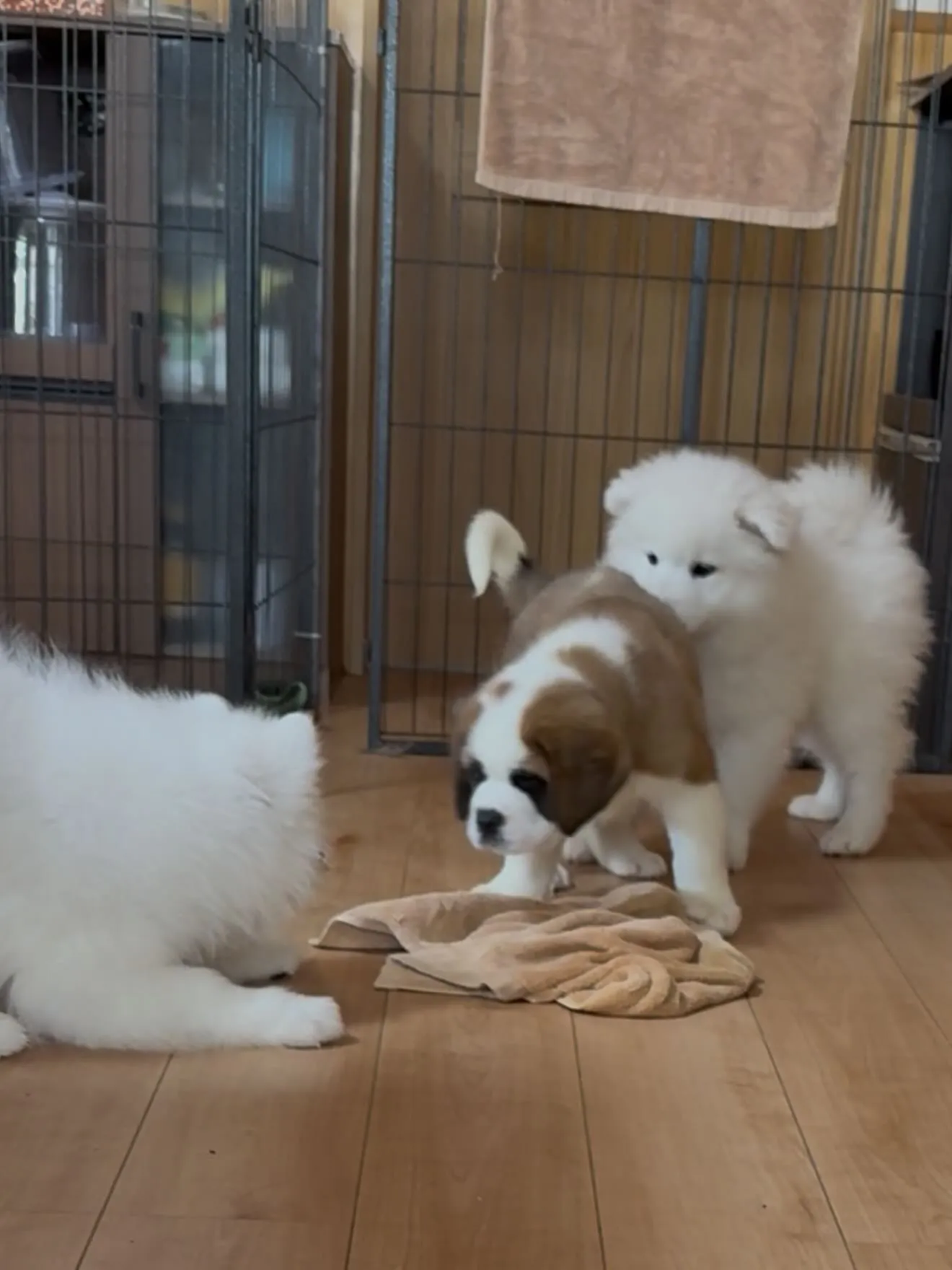 おはようございます🐶