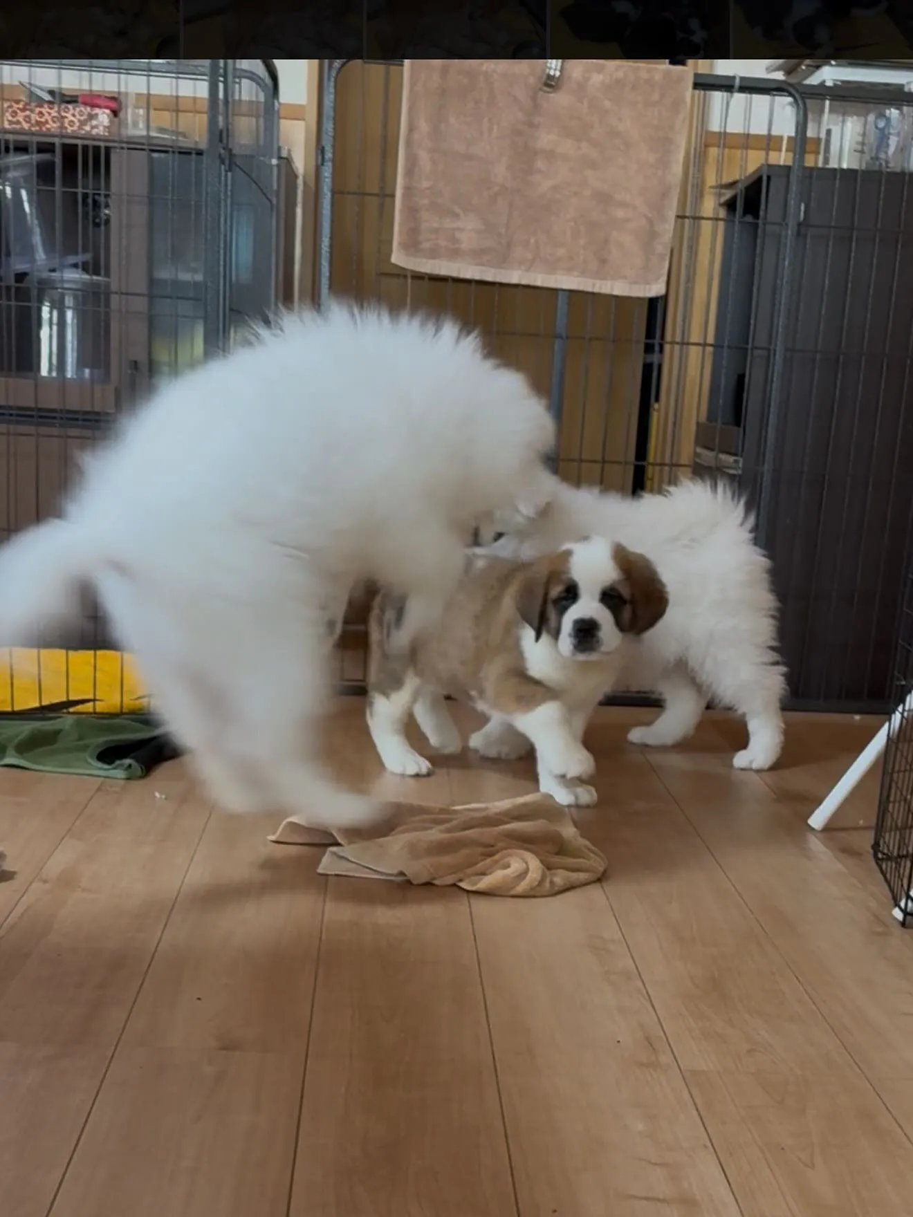 おはようございます🐶