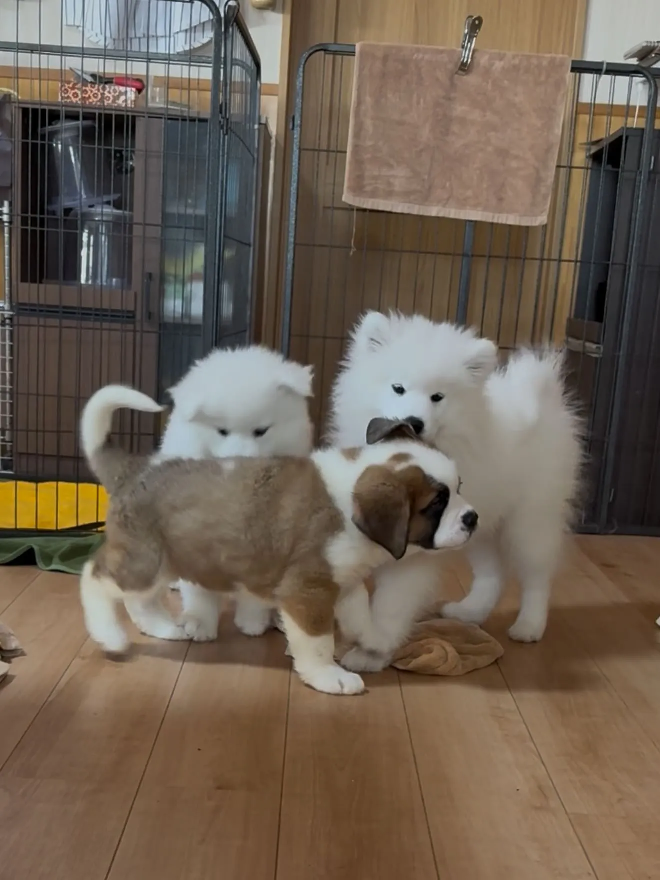 おはようございます🐶