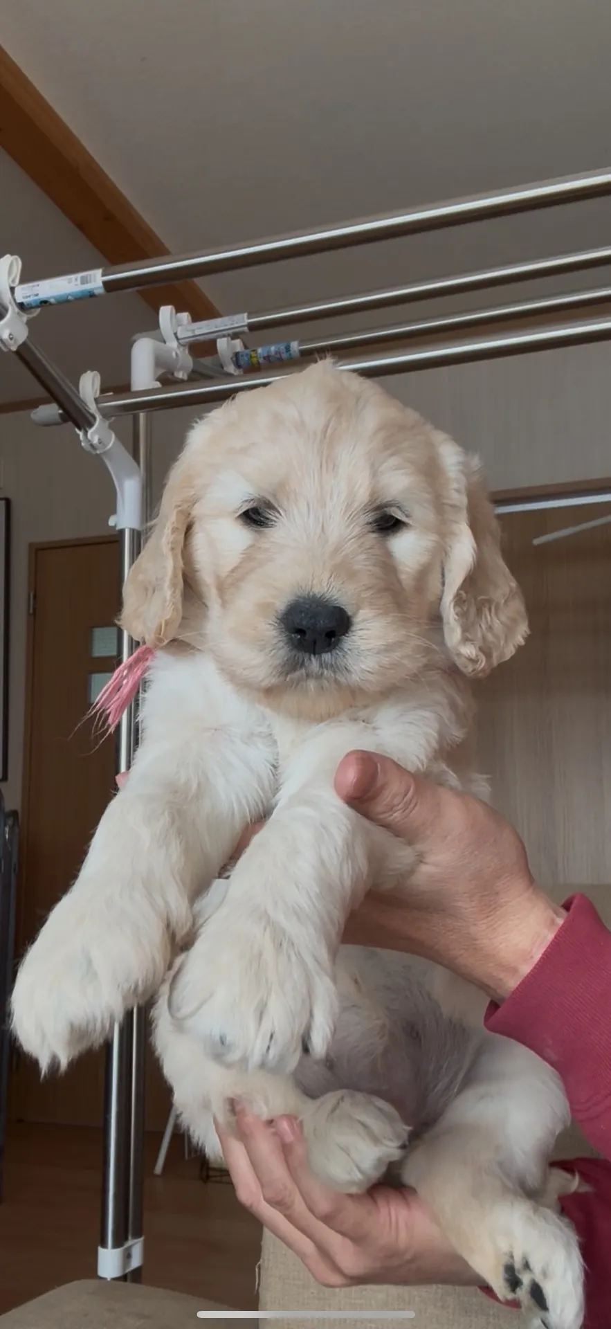 新しいご家族が決まりました。長崎県お客様ありがとうございました。