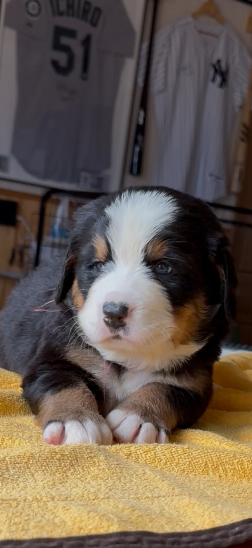 血統抜群！バーニーズマウンテンドッグ　女の子　35.8万円