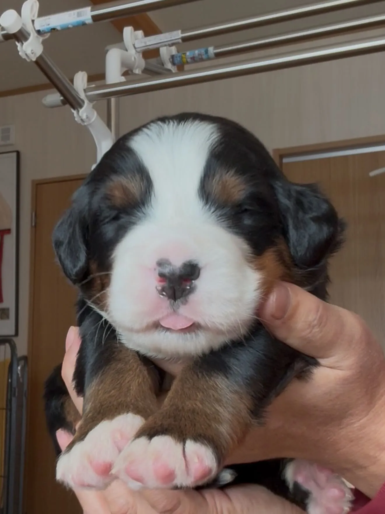 🐶ゴールデンドゥードゥル🐶バーニーズマウンテンドッグ🐶