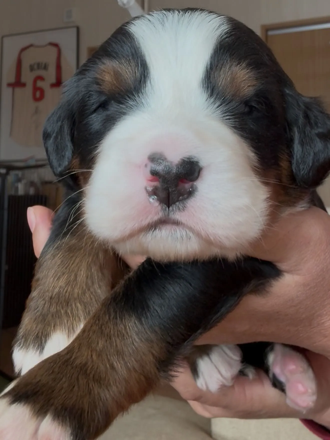 🐶ゴールデンドゥードゥル🐶バーニーズマウンテンドッグ🐶