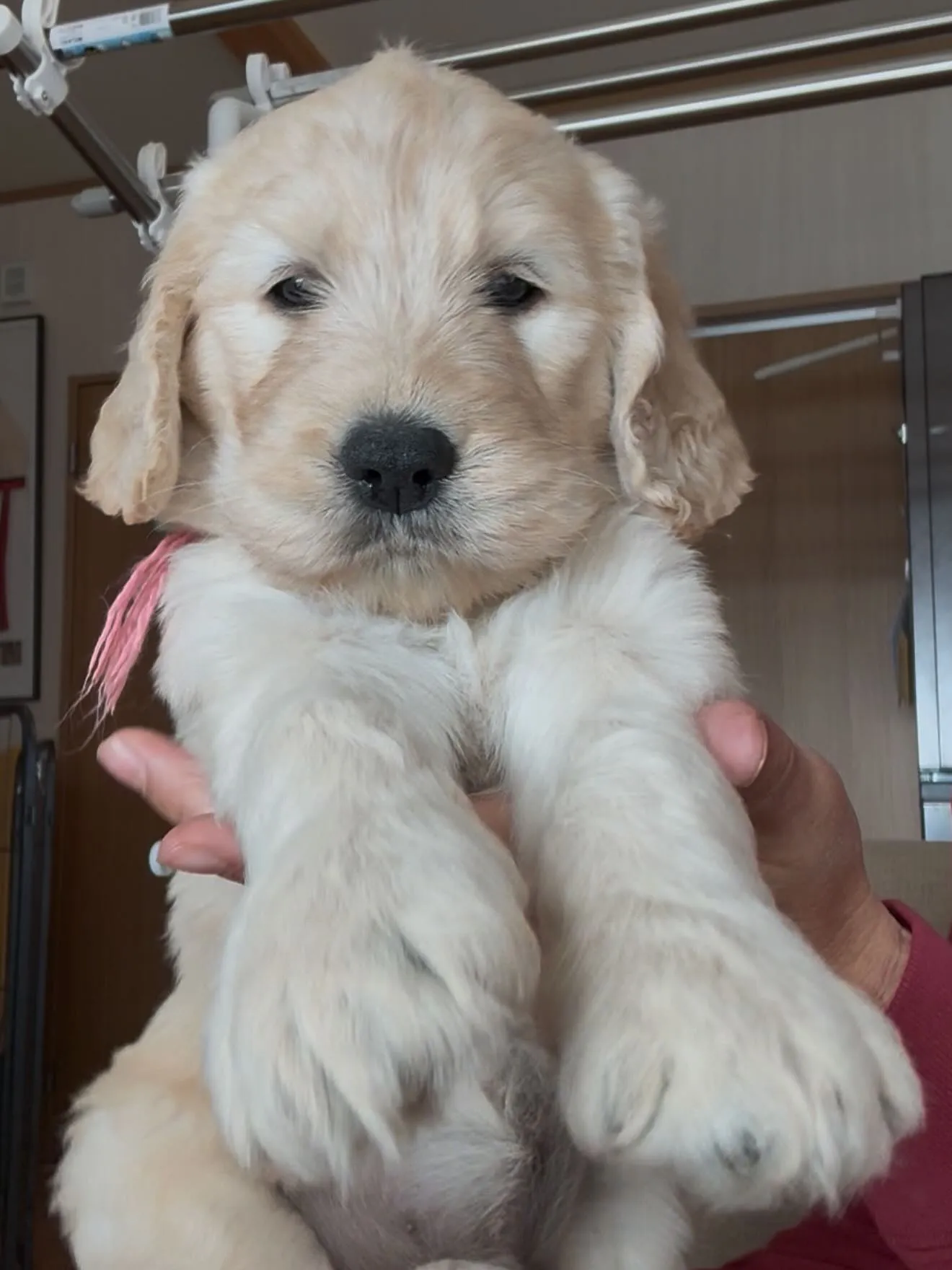 🐶ゴールデンドゥードゥル🐶バーニーズマウンテンドッグ🐶