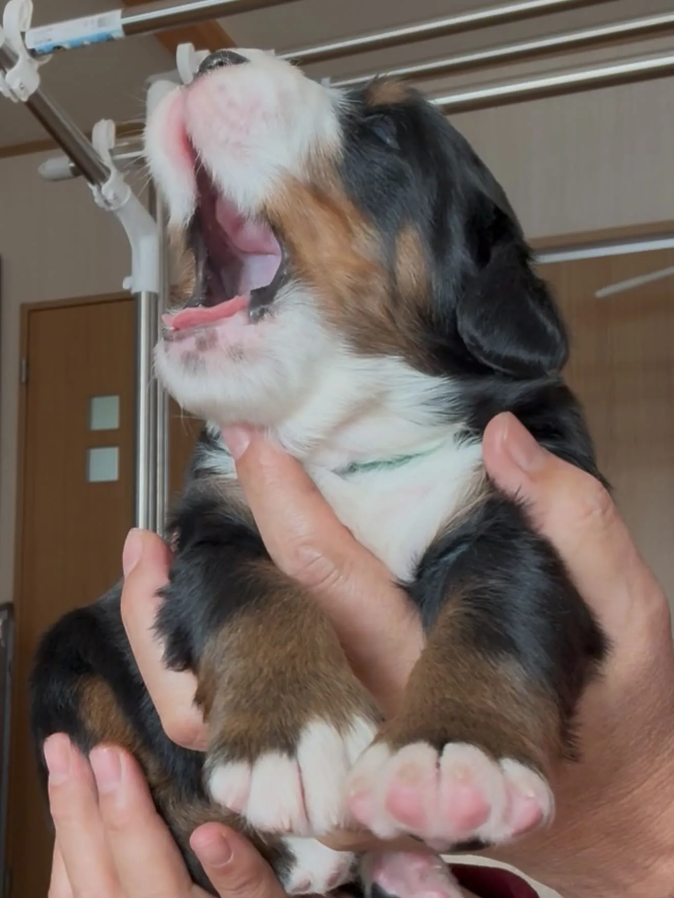 🐶ゴールデンドゥードゥル🐶バーニーズマウンテンドッグ🐶