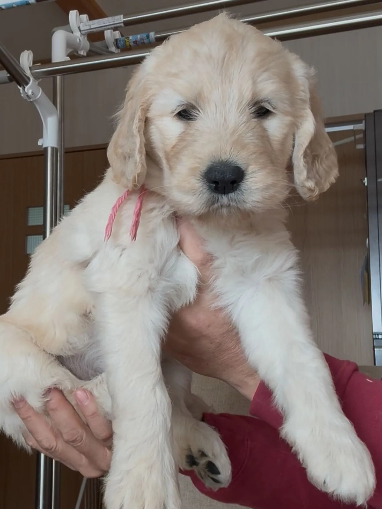 🐶ゴールデンドゥードゥル🐶バーニーズマウンテンドッグ🐶