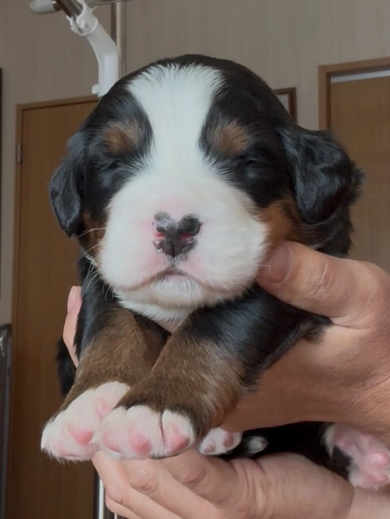 🐶ゴールデンドゥードゥル🐶バーニーズマウンテンドッグ🐶