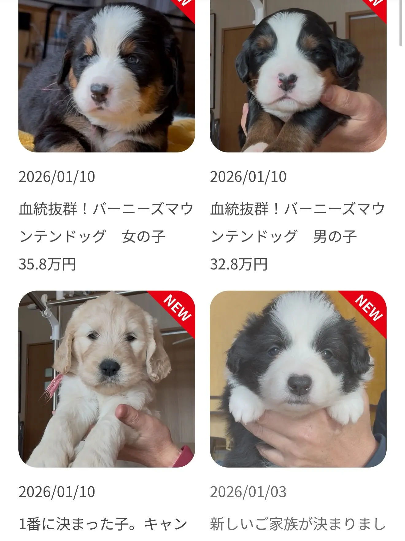 🐶ゴールデンドゥードゥル🐶バーニーズマウンテンドッグ🐶