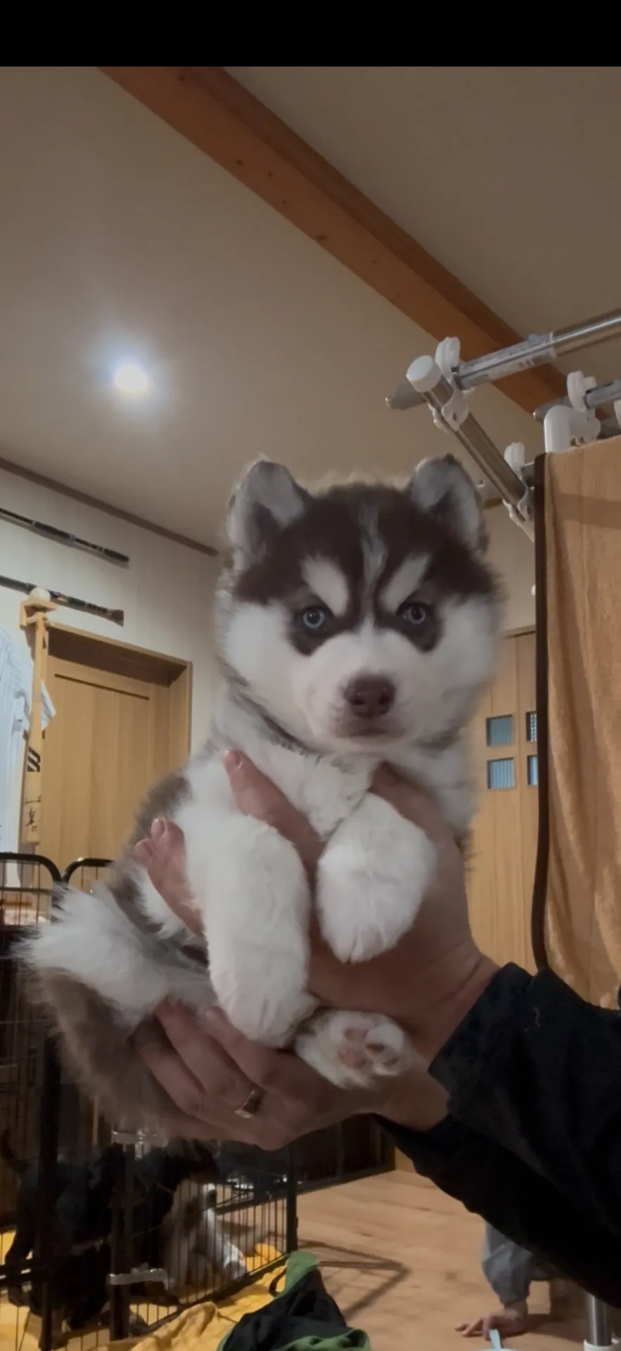 新しいご家族が決まりました。埼玉県お客様ありがとうございました。