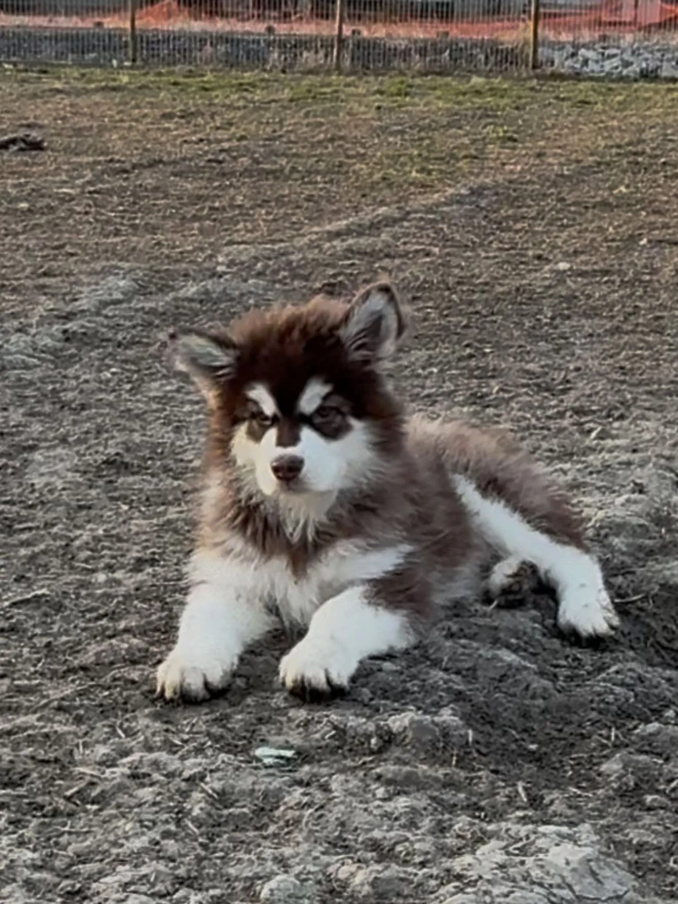 おはようございます。