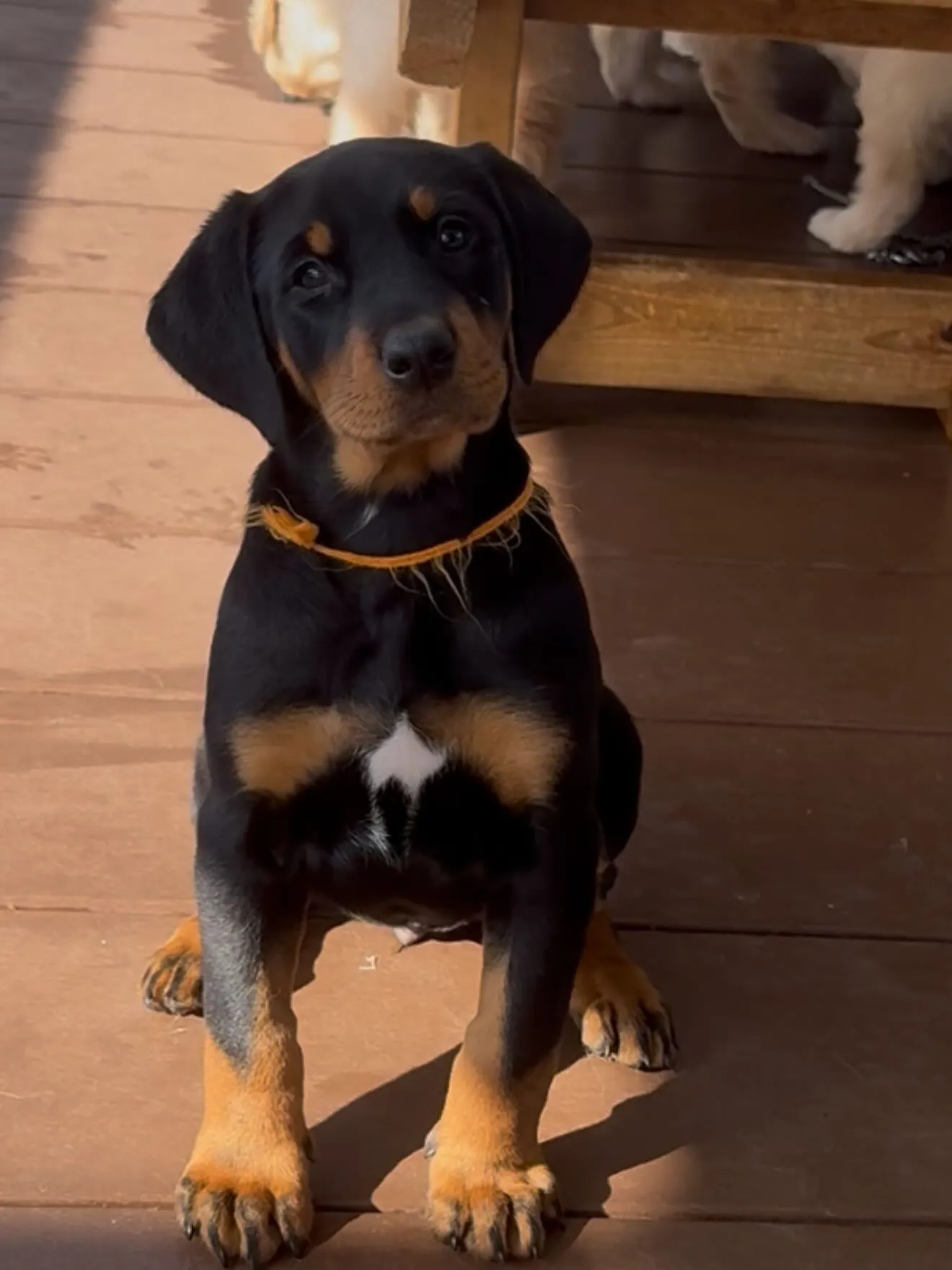 午前中のひととき😊🐶