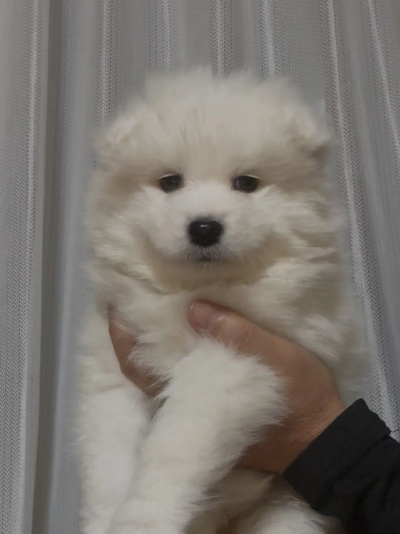 新しいご家族が決まりました。長崎県お客様ありがとうございました。