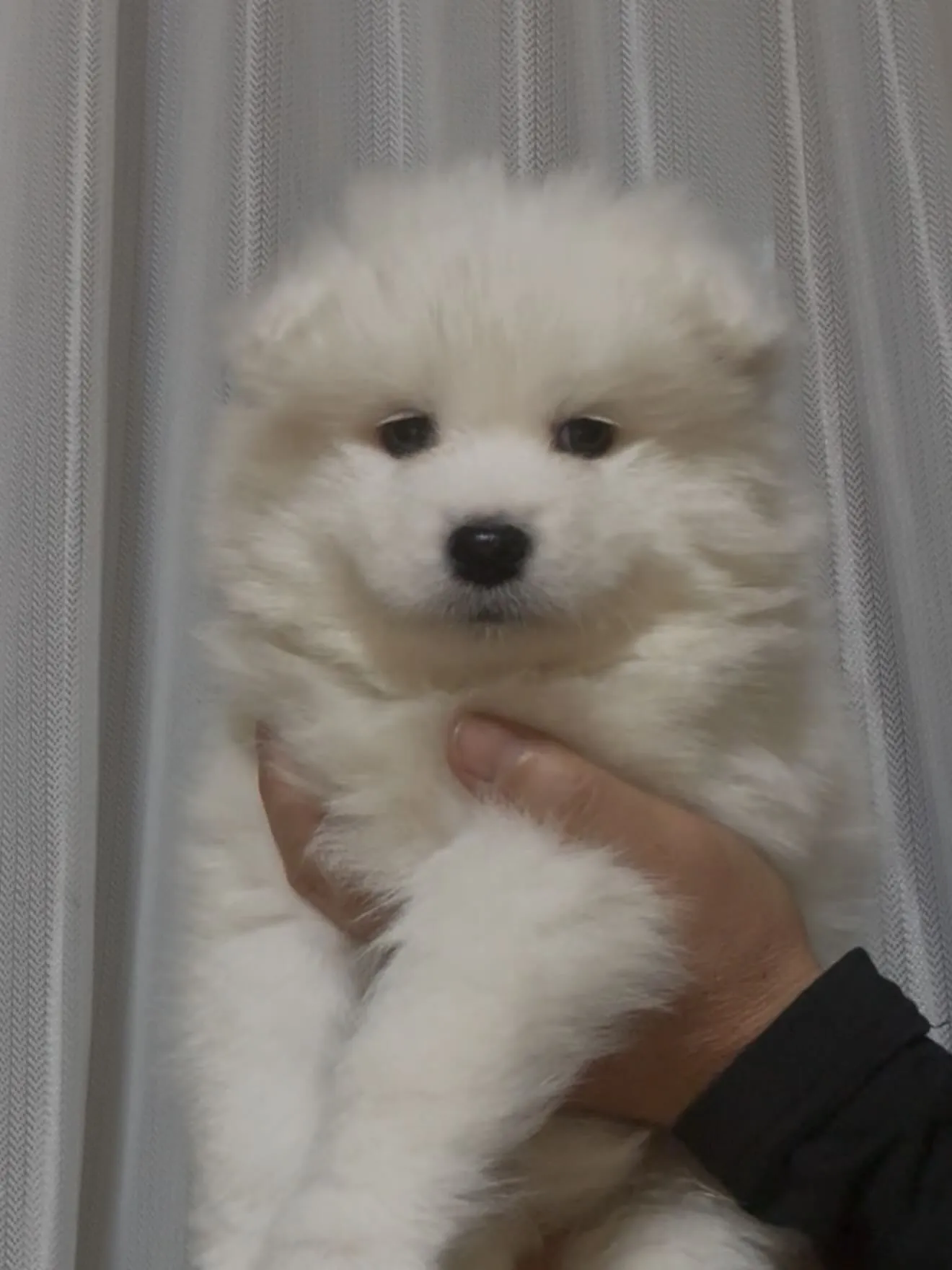 サモエド兄弟✈️到着🐶