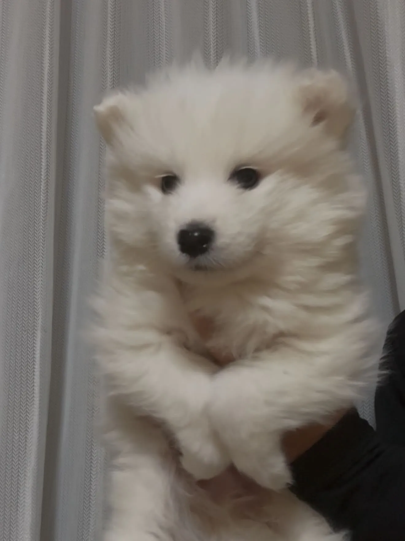 サモエド兄弟✈️到着🐶