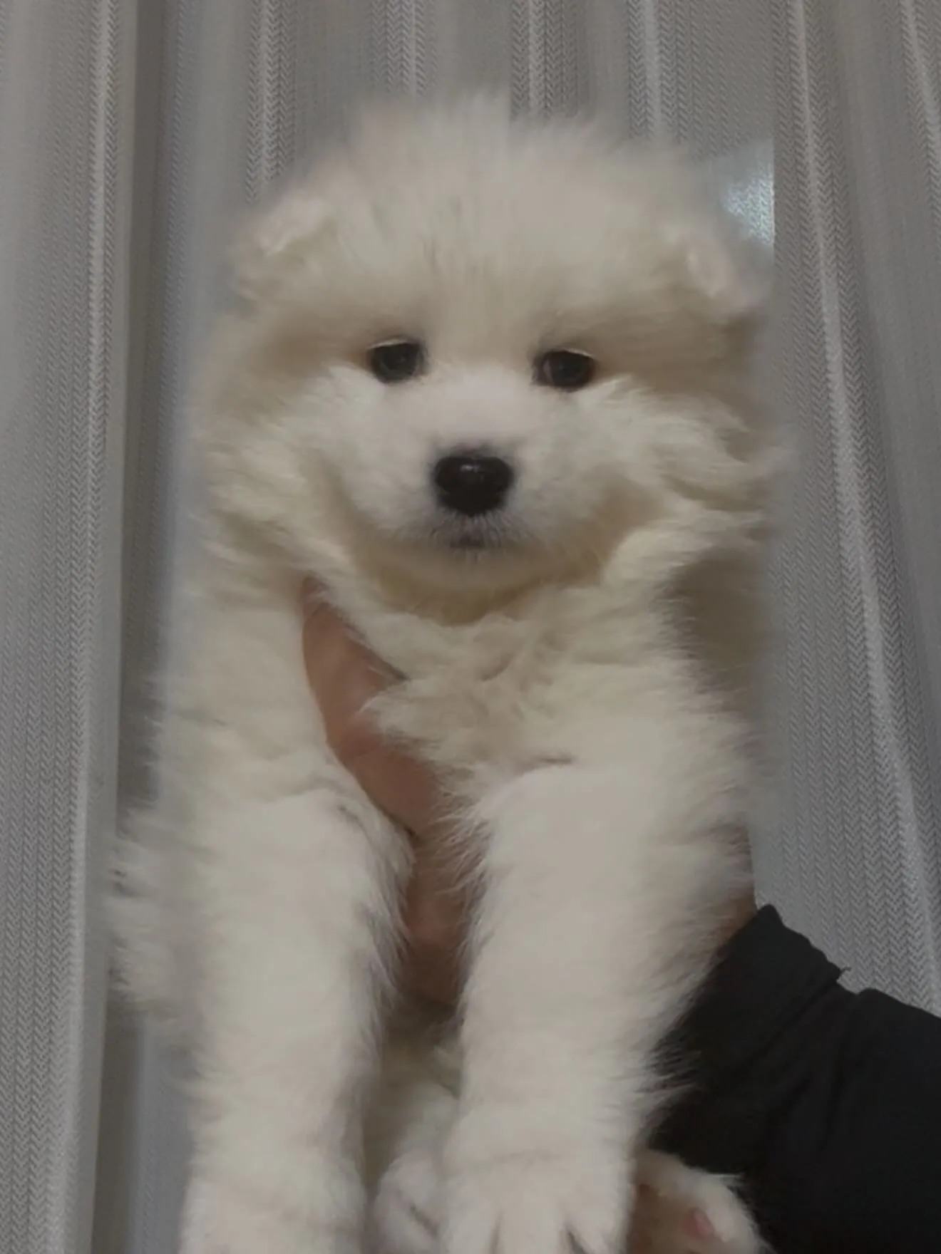 サモエド兄弟✈️到着🐶