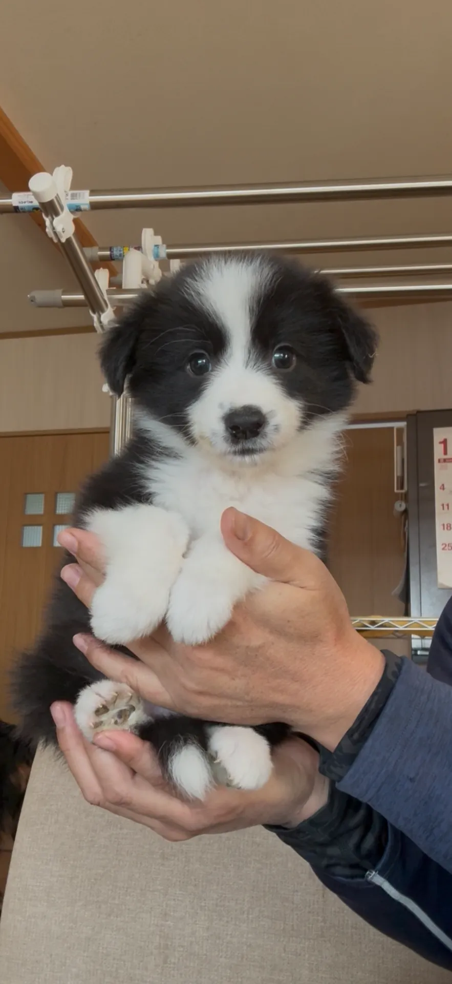 新しいご家族が決まりました。福岡県お客様ありがとうございました。