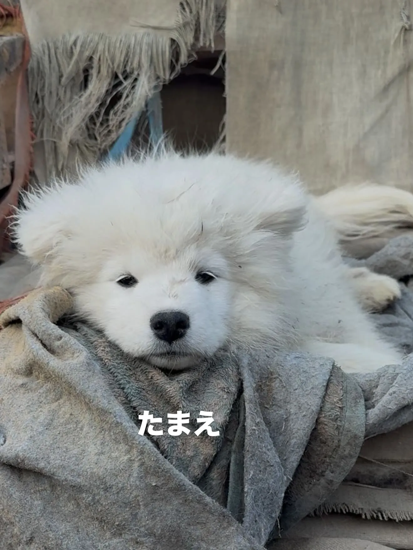 午後のひととき🐶