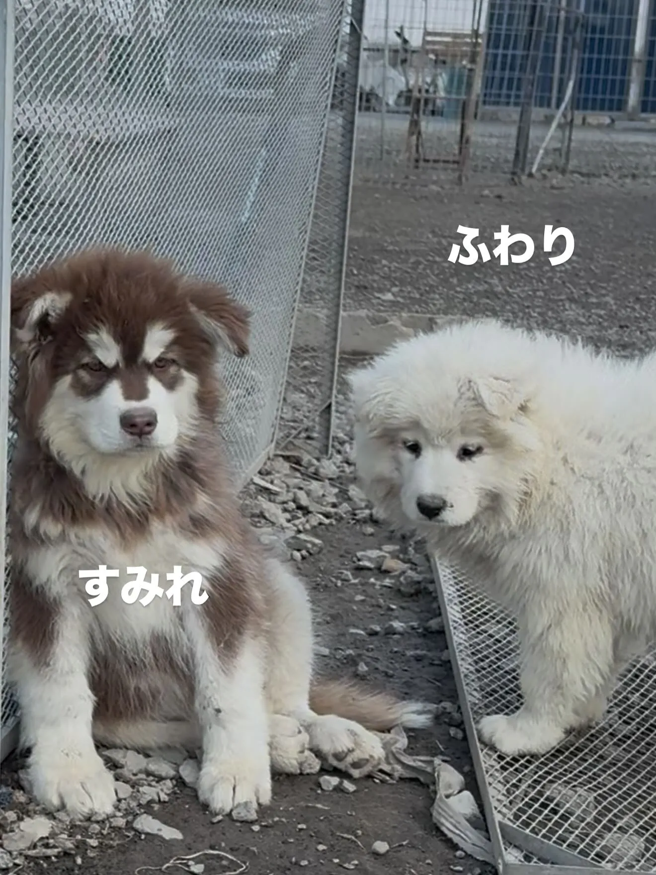午後のひととき🐶