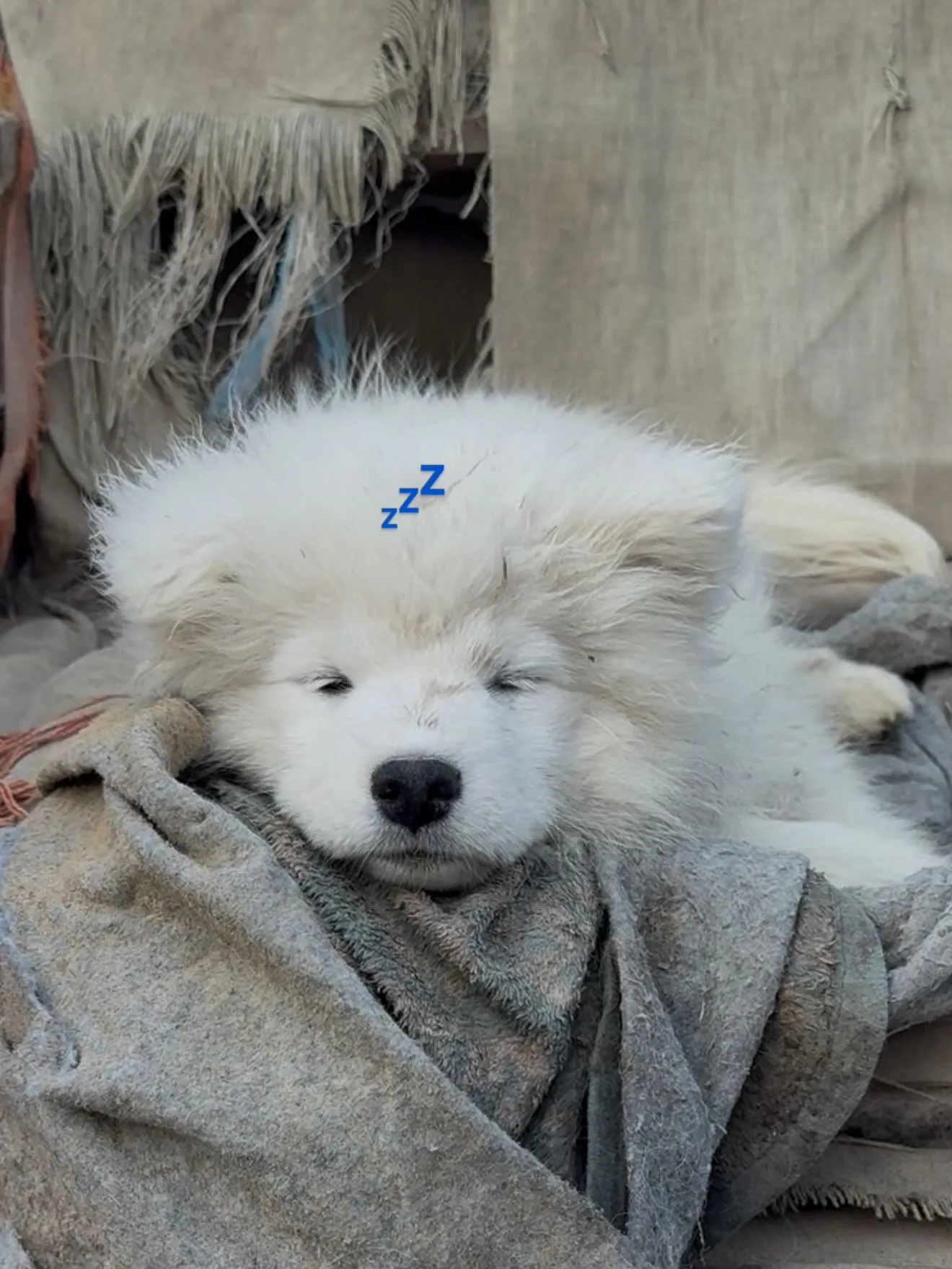 午後のひととき🐶
