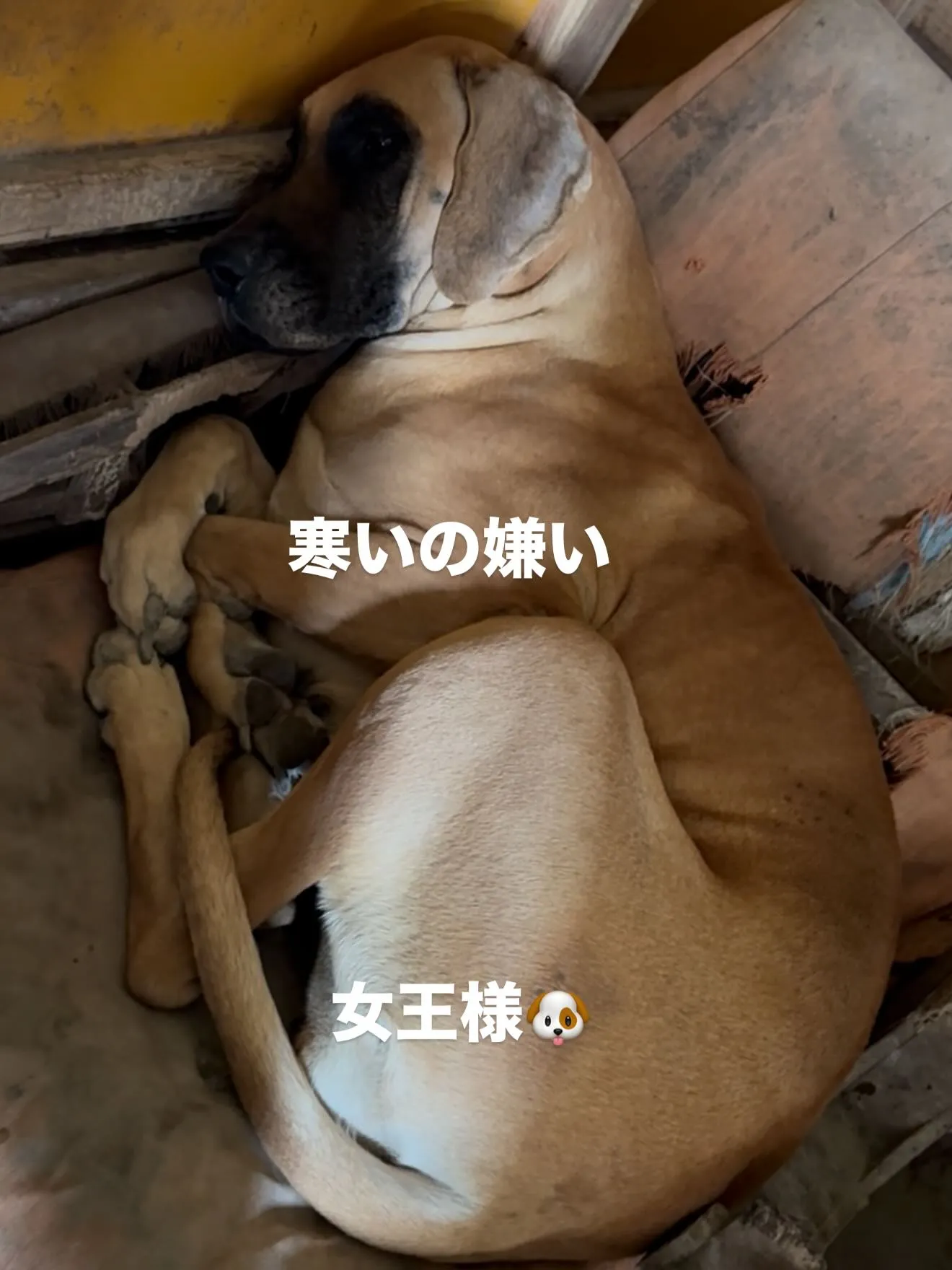 午後のひととき🐶