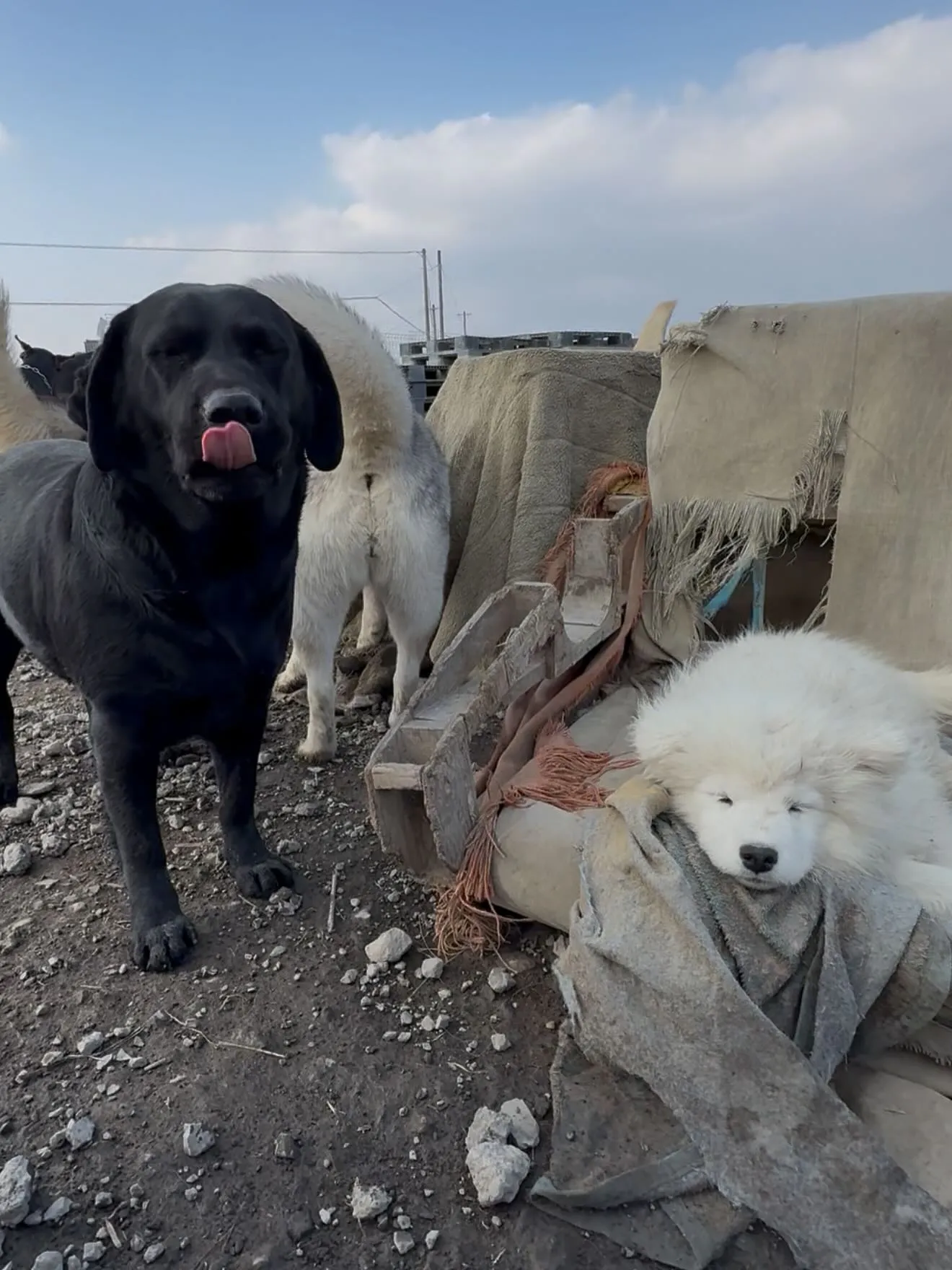 午後のひととき🐶