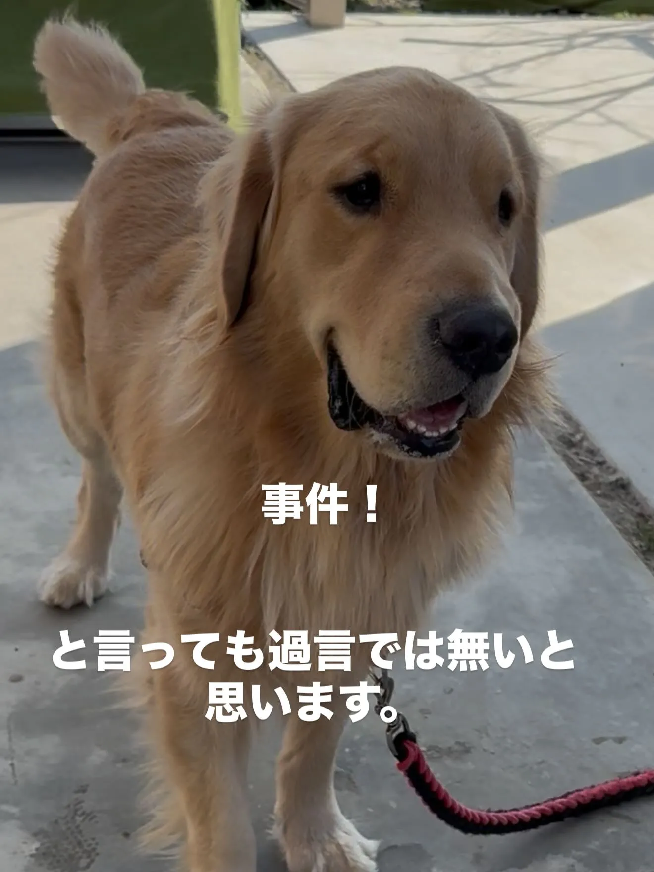 昨年、我が家で誕生しましたゴールデンレトリバーの男の子。