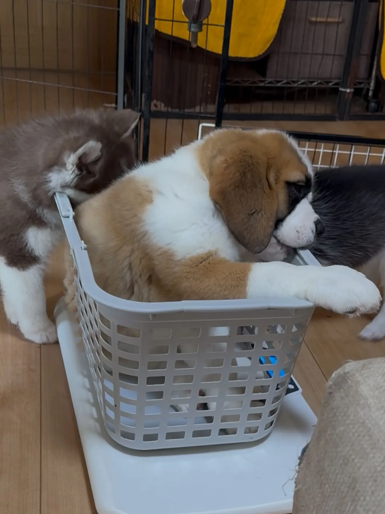 午前のひととき🏠