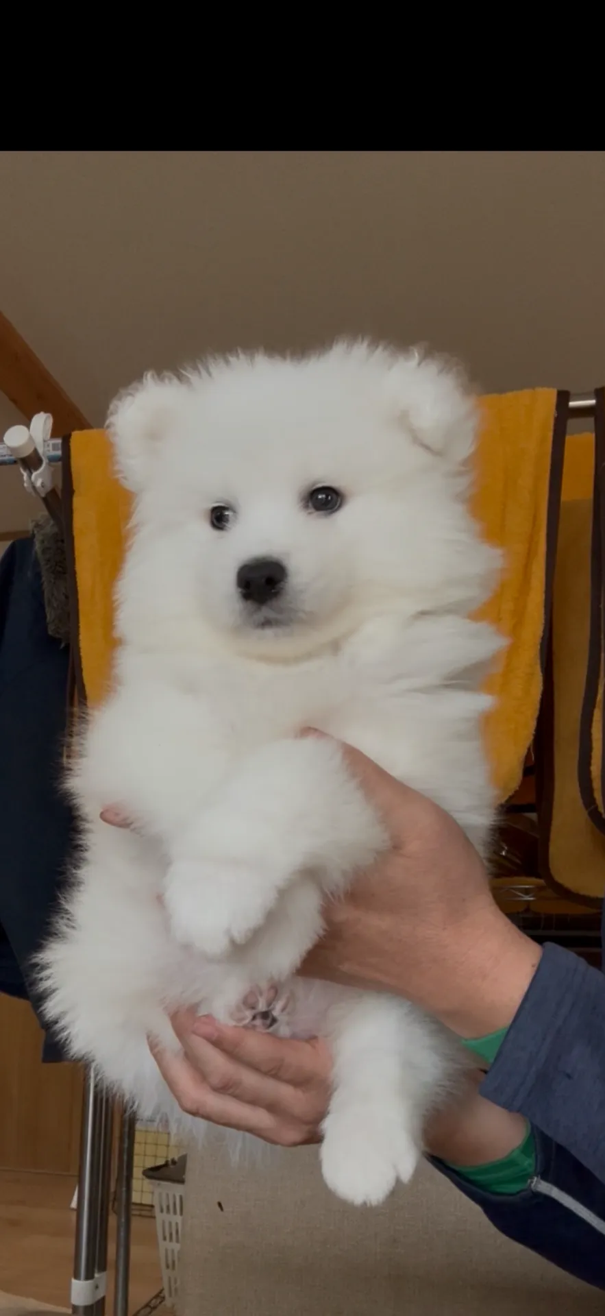 新しいご家族が決まりました。東京都お客様ありがとうございました。