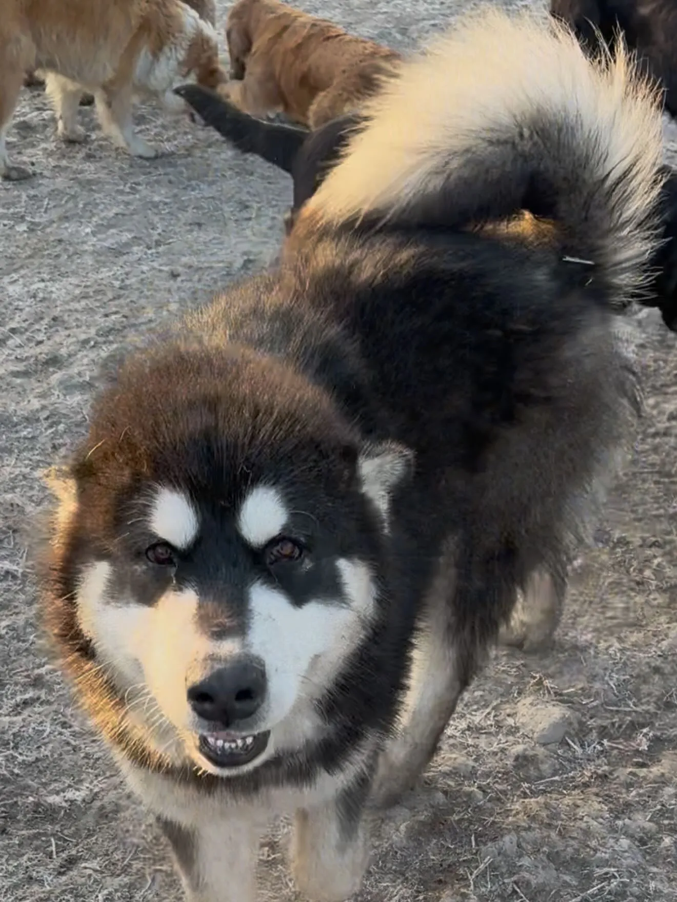 おはようございます🌅🐶　