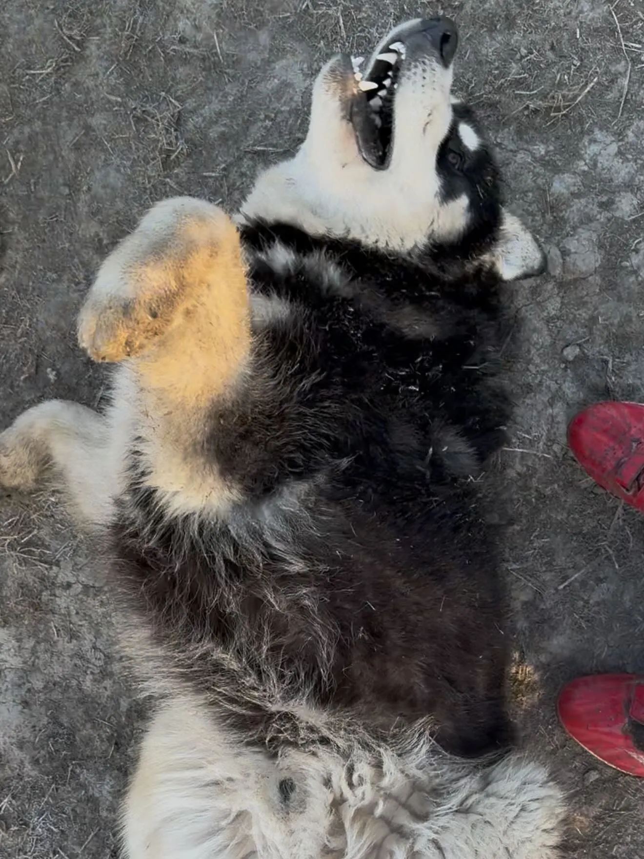 おはようございます🌅🐶　