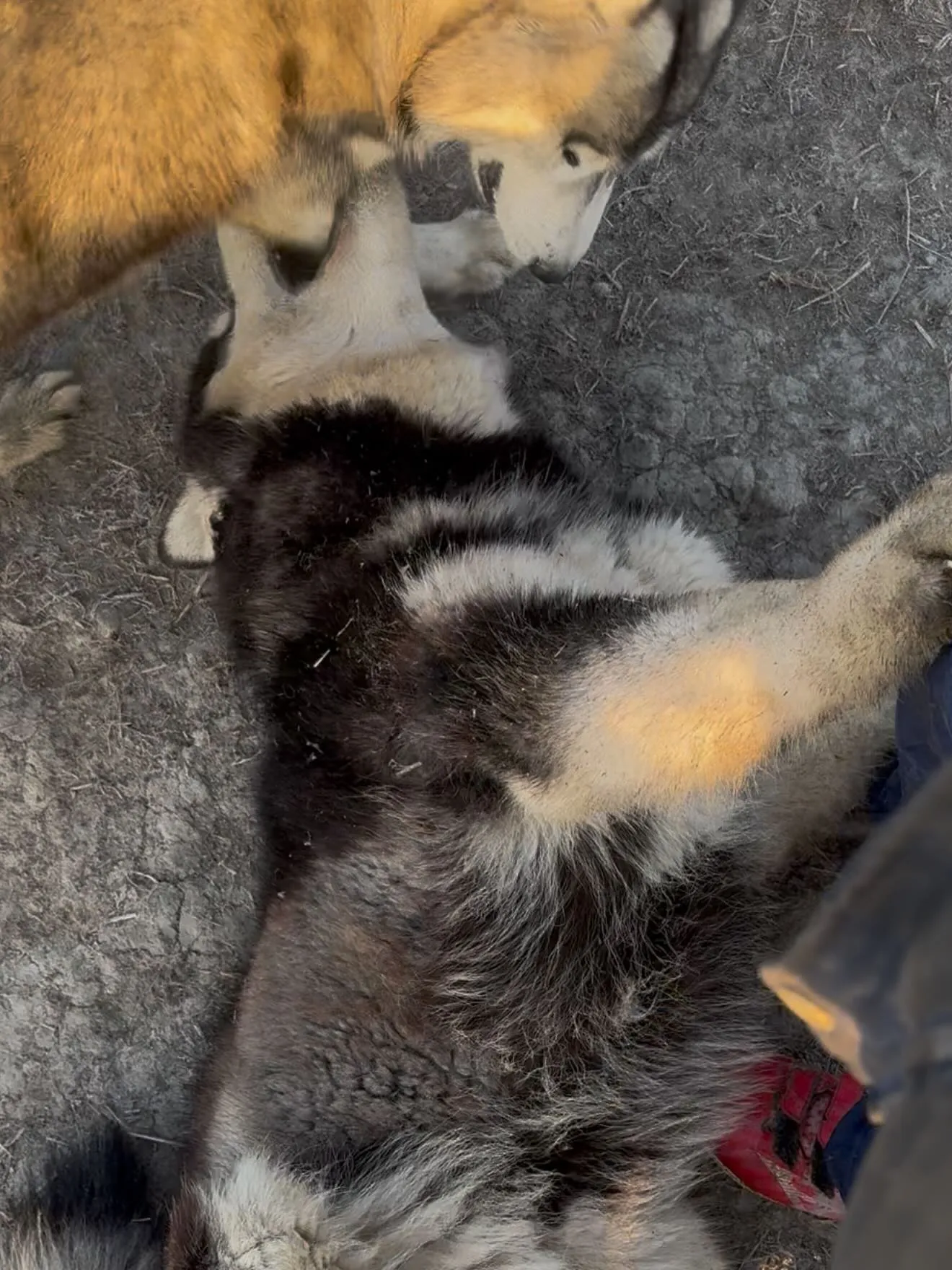 おはようございます🌅🐶　