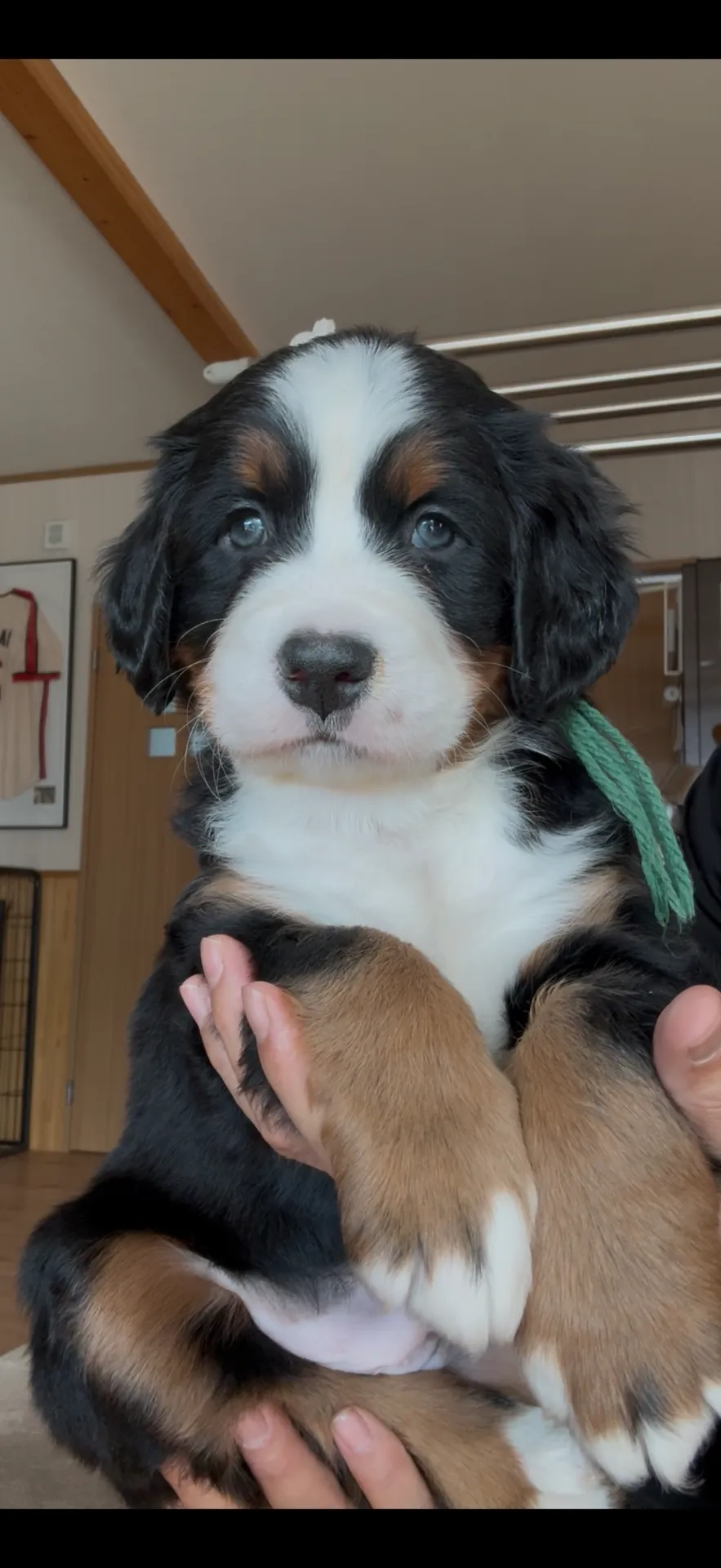 新しいご家族が決まりました。千葉県お客様ありがとうございました。