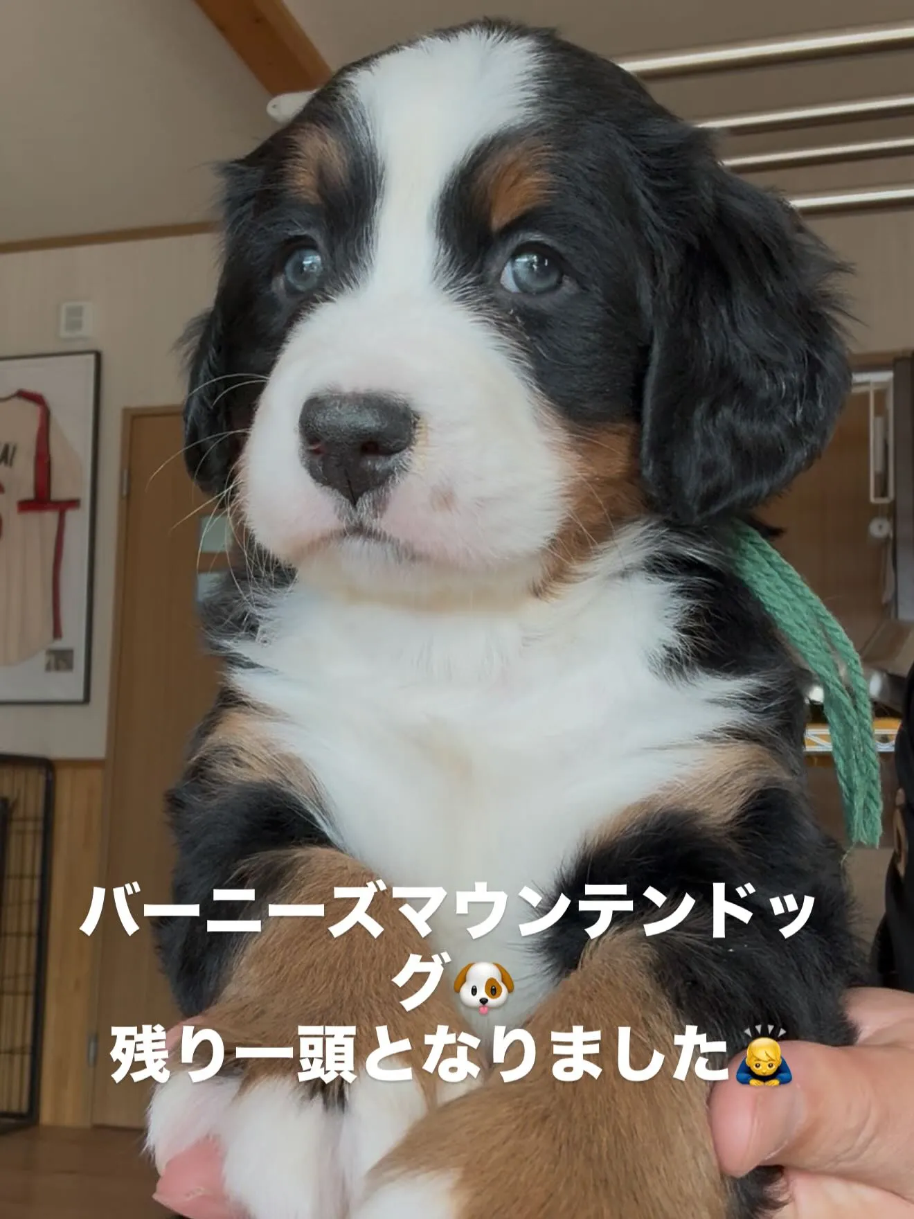 完璧なバニ君です🐶