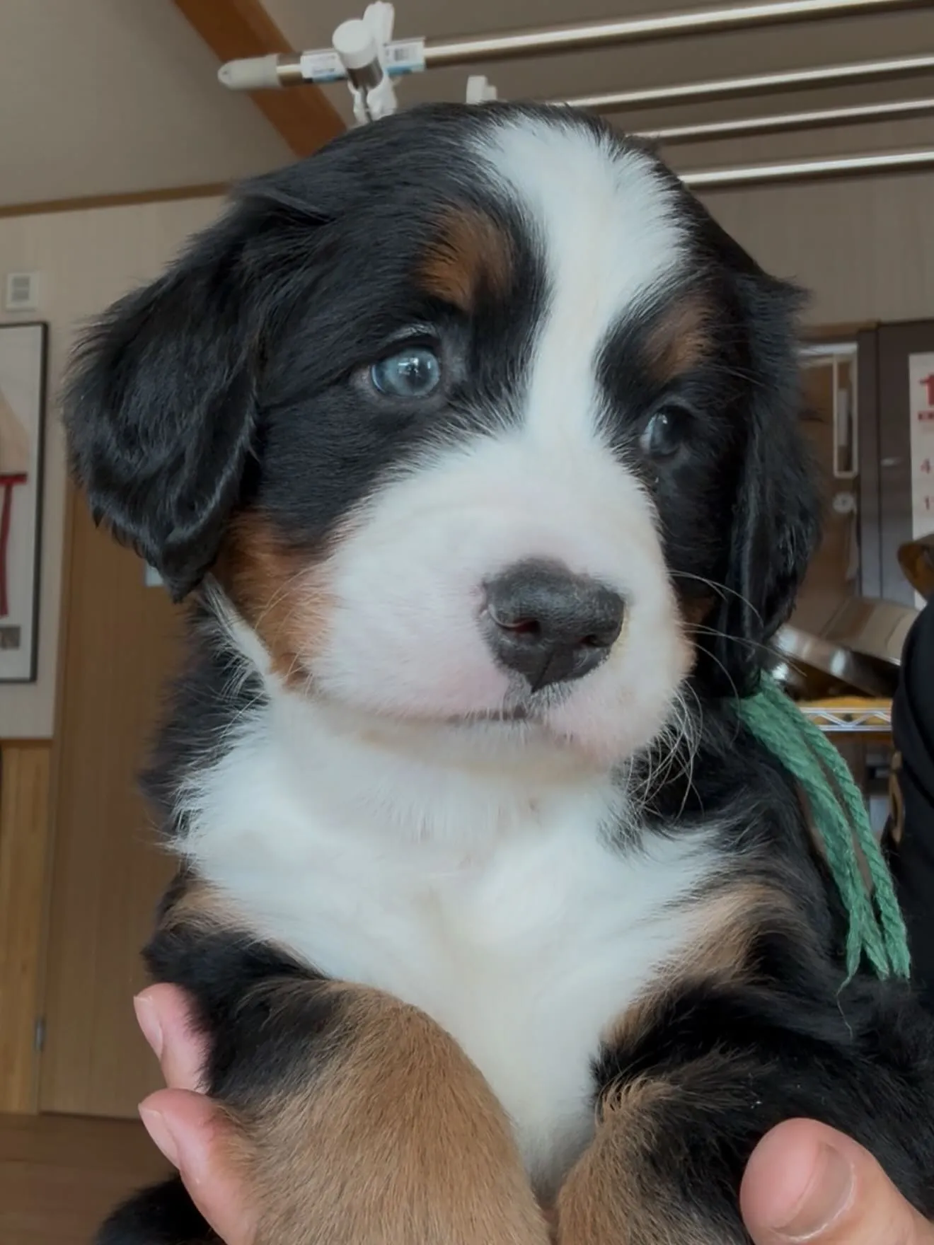 完璧なバニ君です🐶