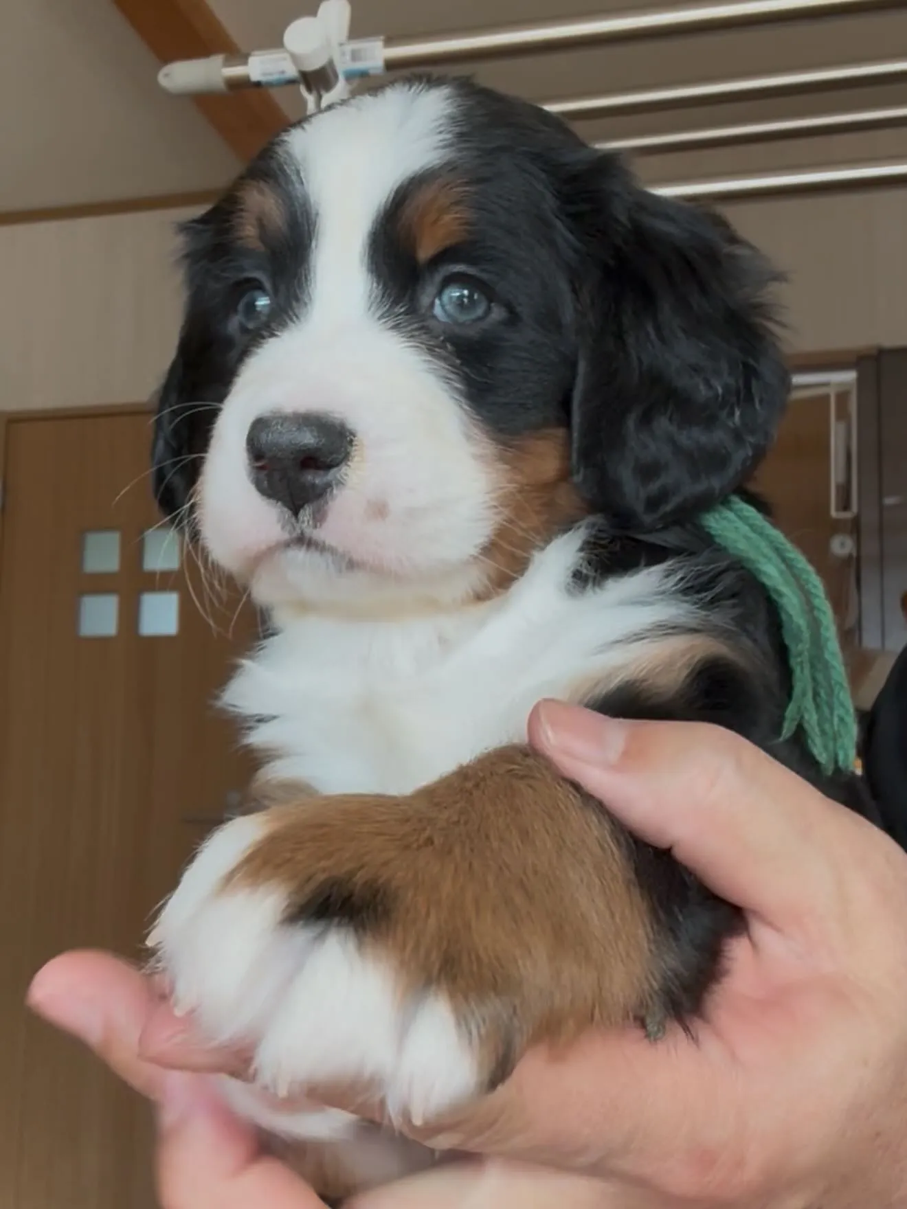 完璧なバニ君です🐶