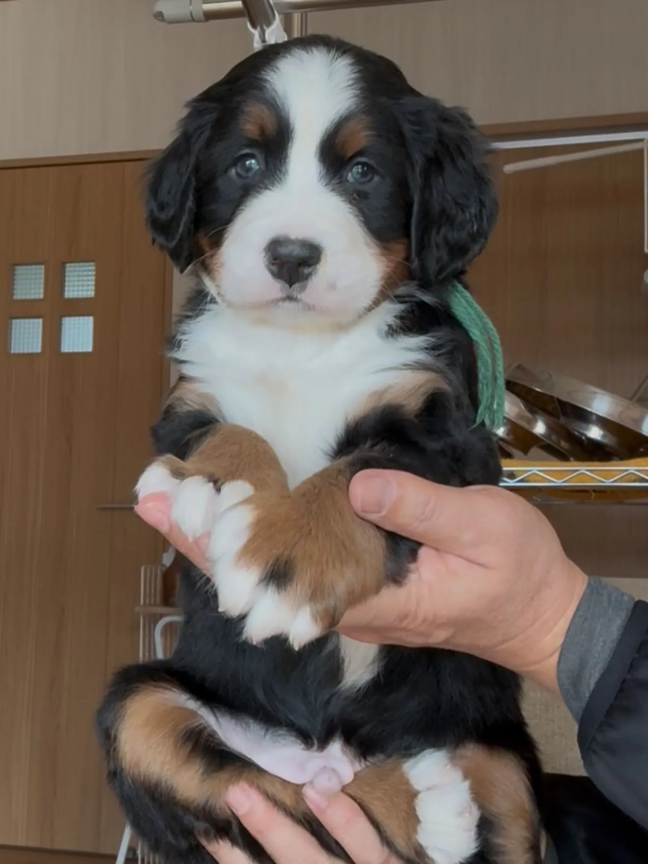 完璧なバニ君です🐶