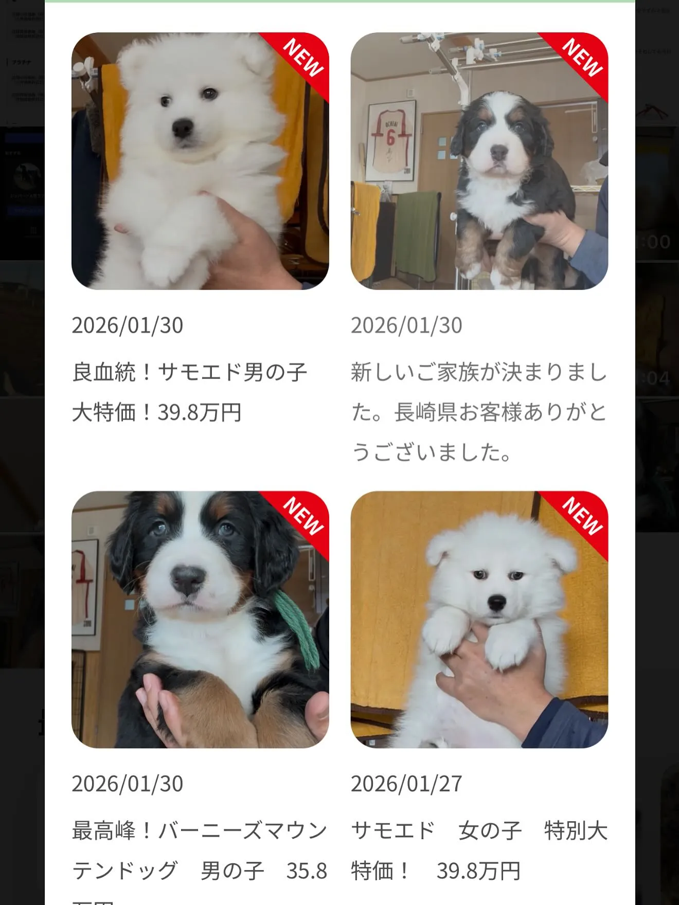 完璧なバニ君です🐶
