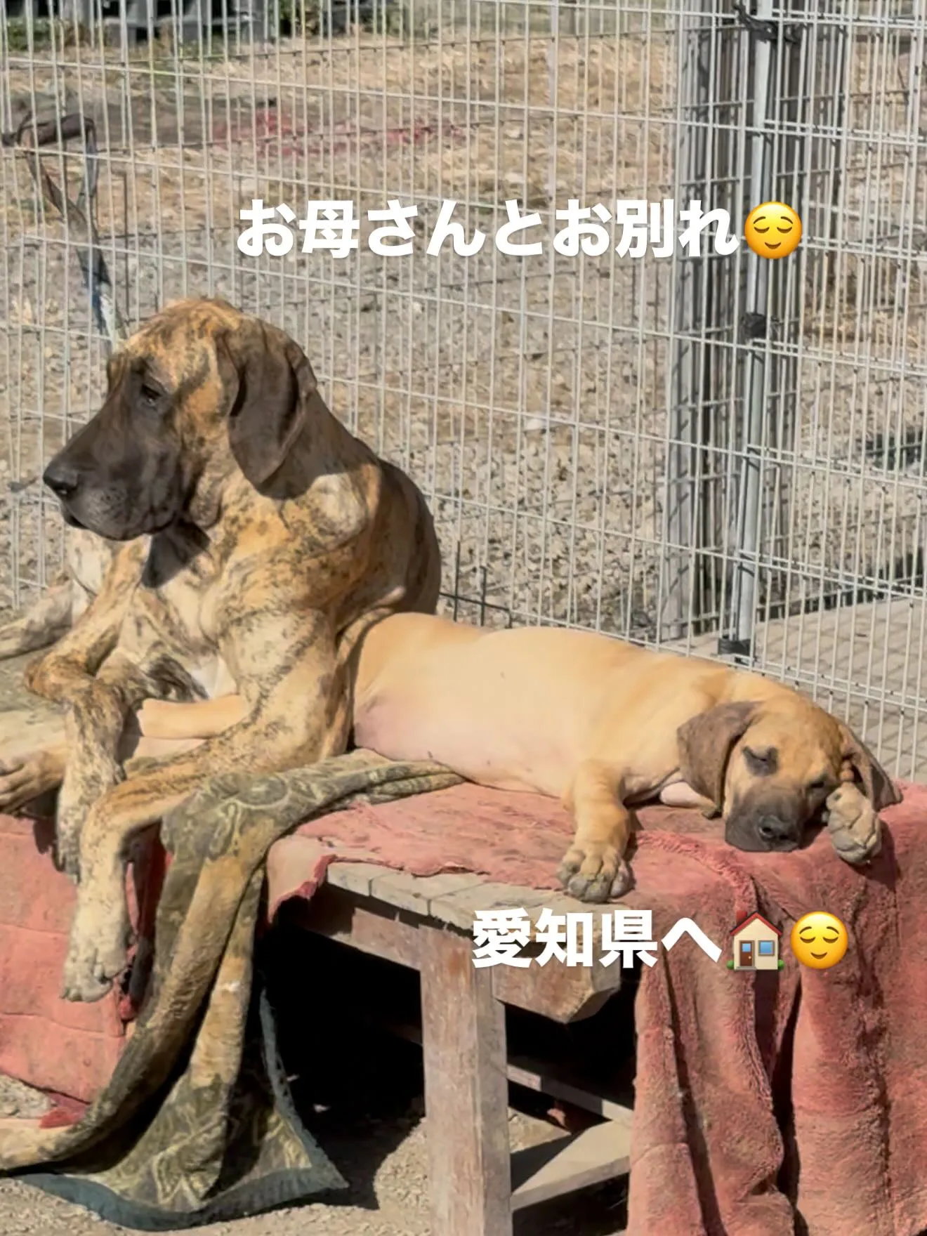 巣立ちの春です。