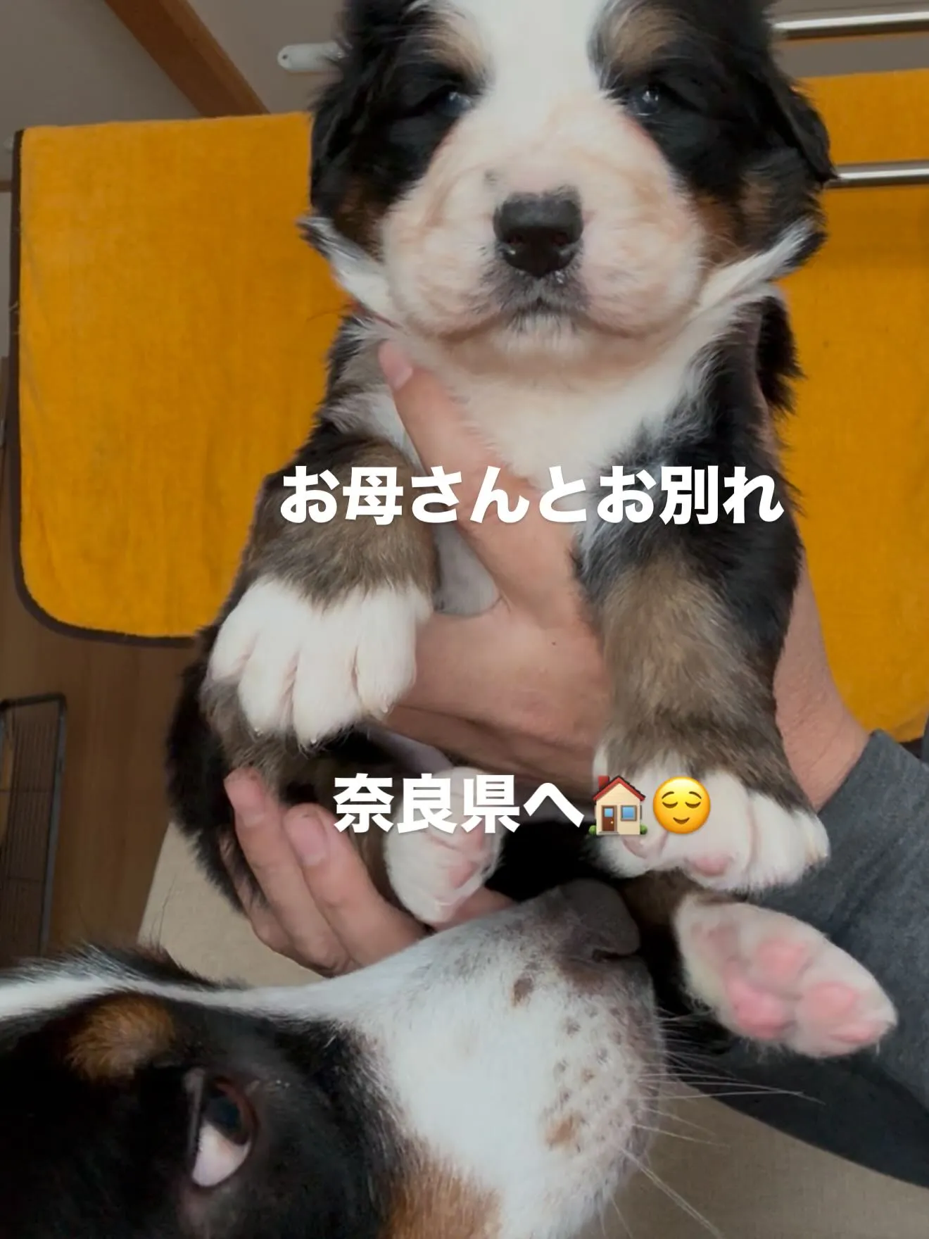 巣立ちの春です。