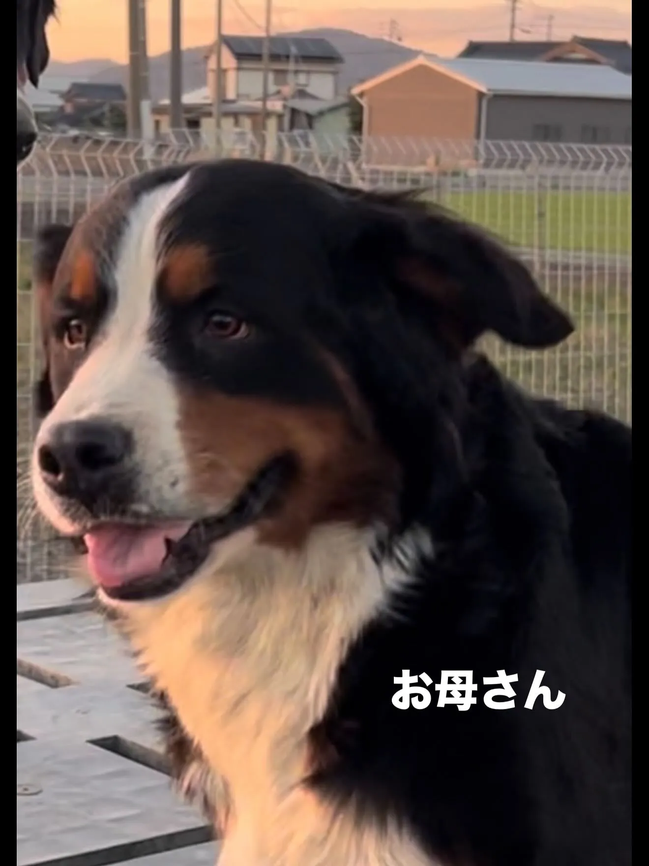 巣立ちの春です。