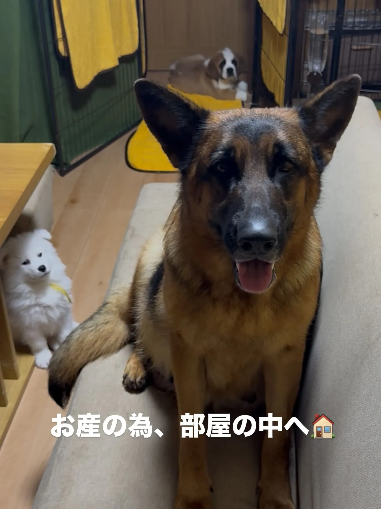ジャーマンシェパードのすず🐶