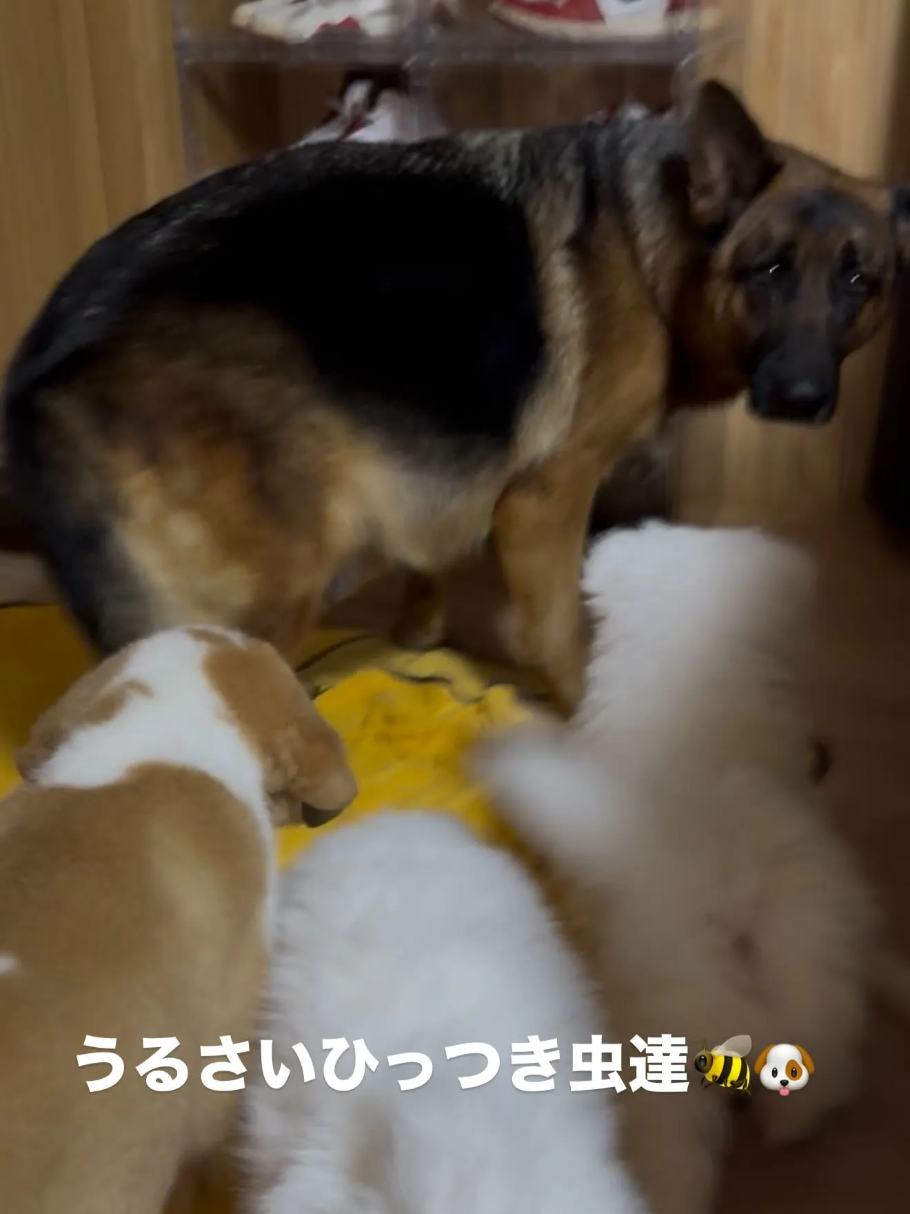 ジャーマンシェパードのすず🐶