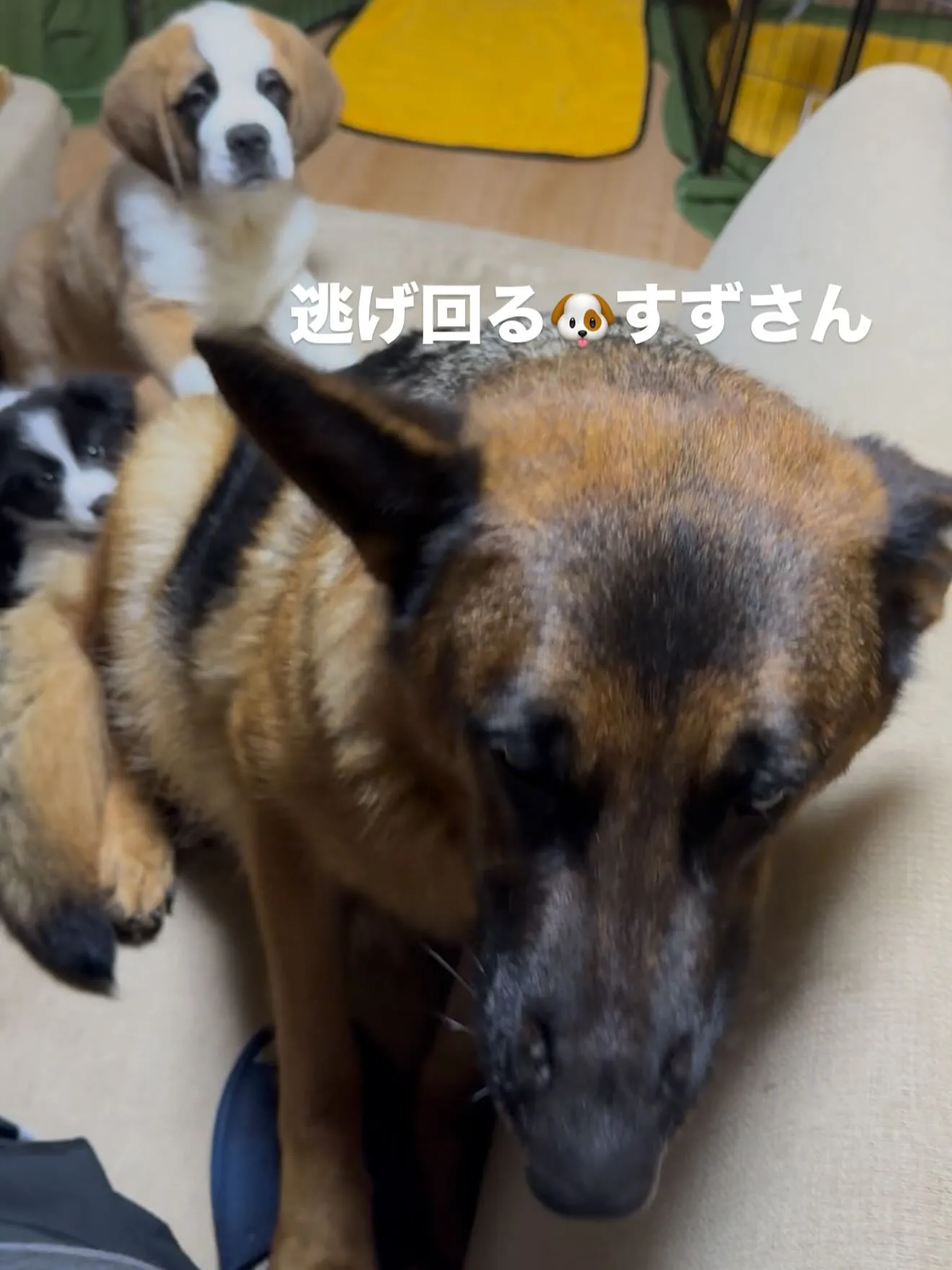 ジャーマンシェパードのすず🐶