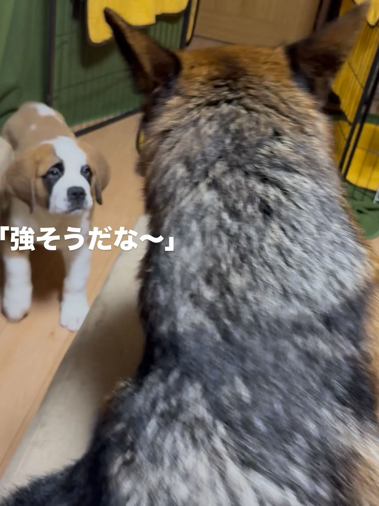 ジャーマンシェパードのすず🐶