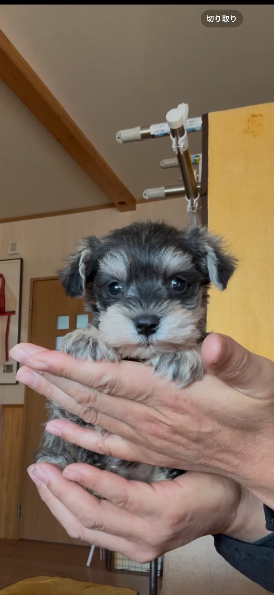 新しいご家族が決まりました。熊本県お客様ありがとうございました。