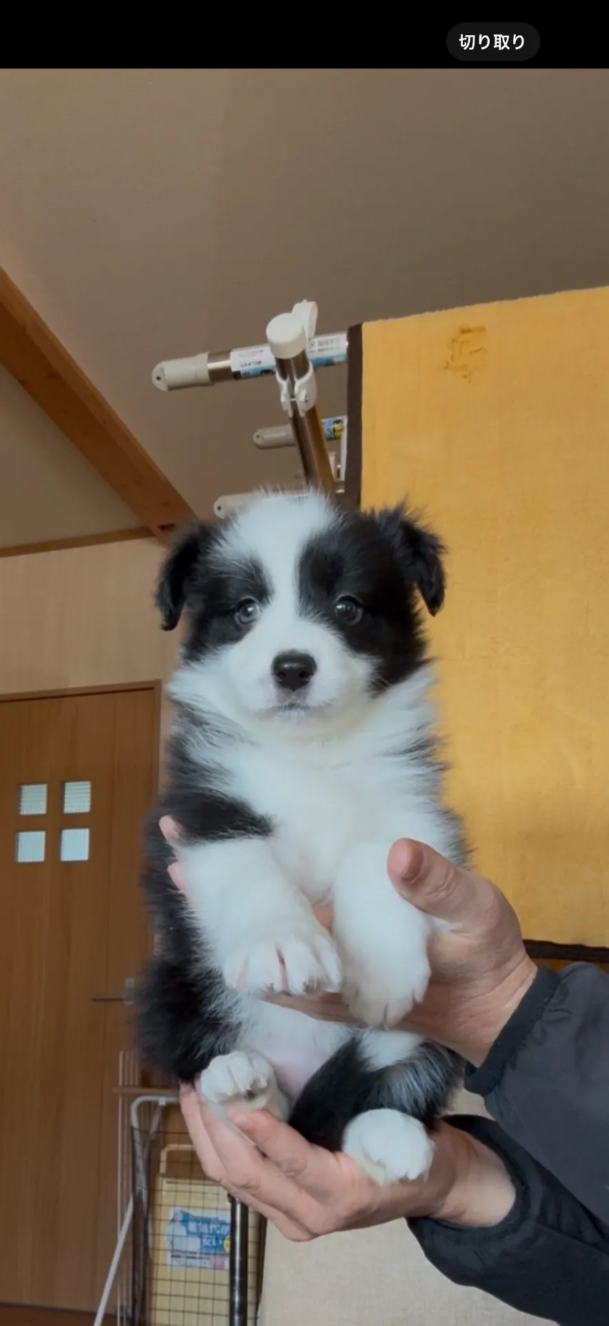 新しいご家族が決まりました。長崎県お客様ありがとうございました。