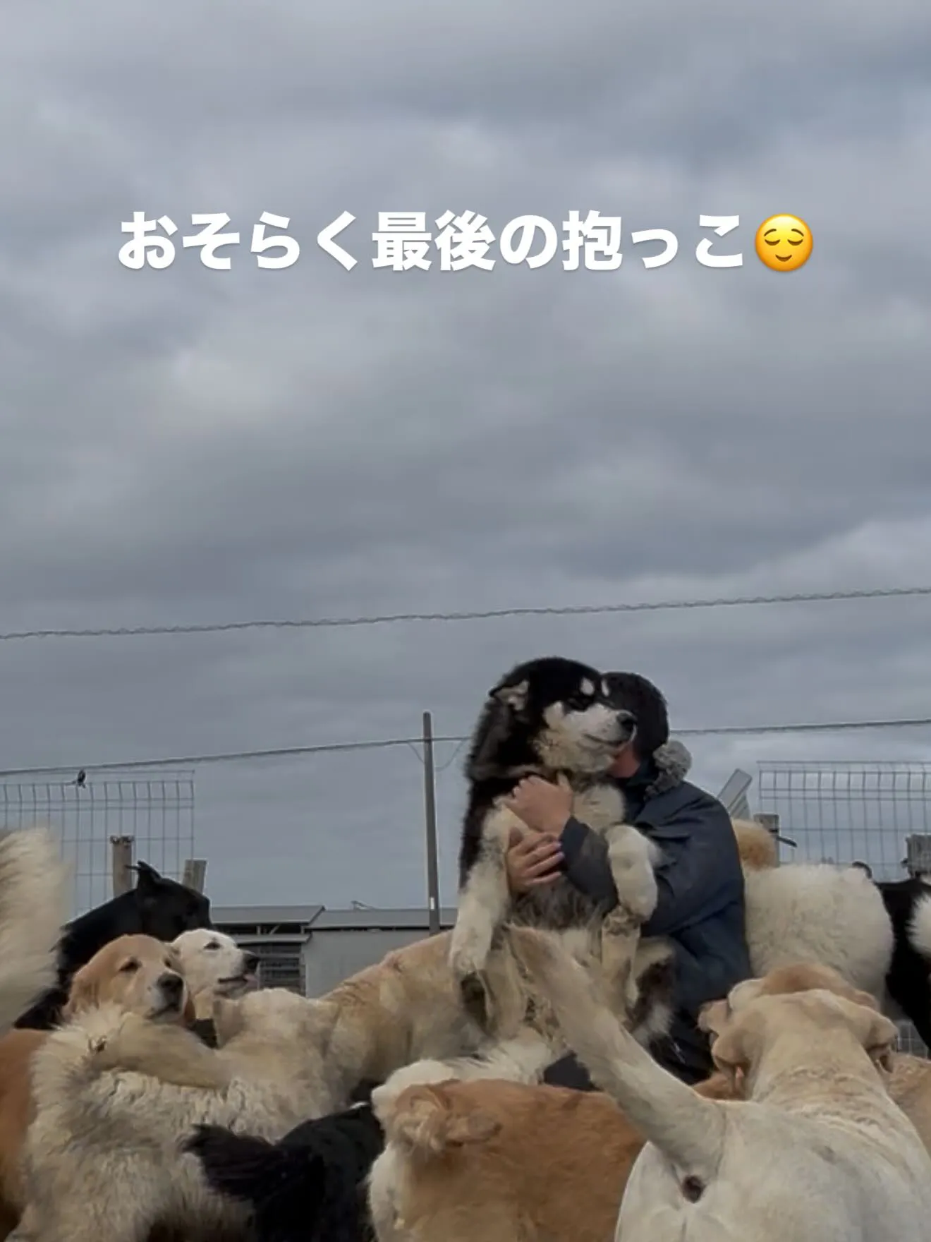 甘えん坊のキッド君（8ヶ月）