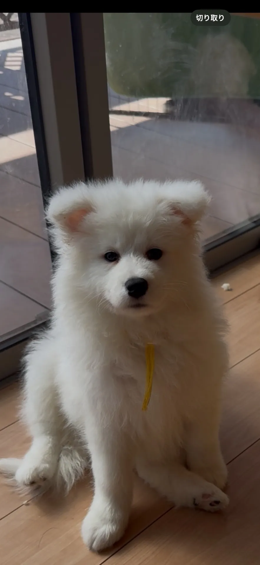 新しいご家族が決まりました。佐賀県お客様ありがとうございました。