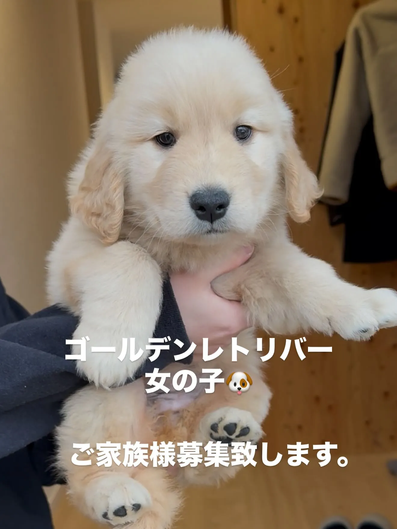 素晴らしいゴールデンレトリバー🐶の女の子です😌